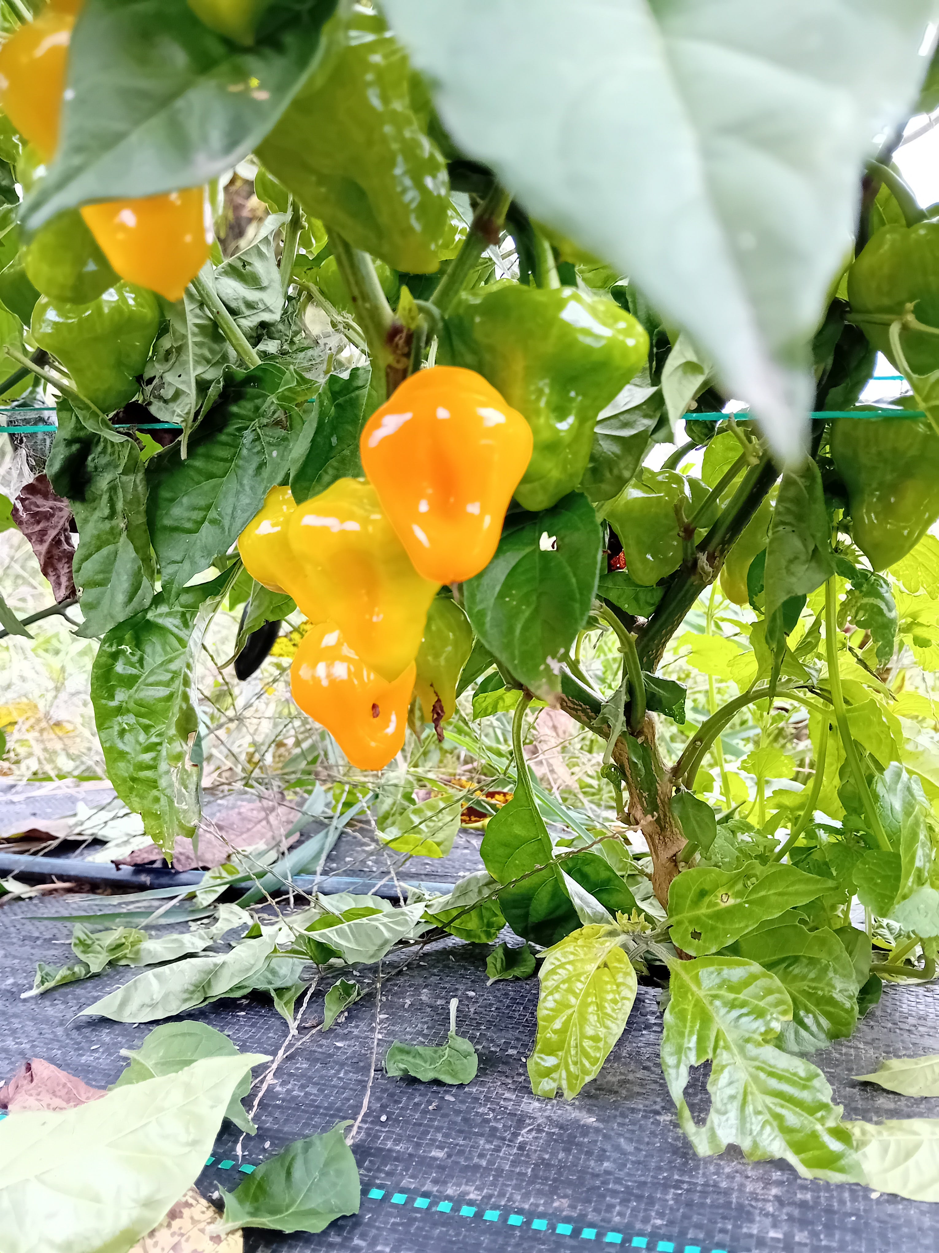 Seminţe Ardei - Trinidad Perfume