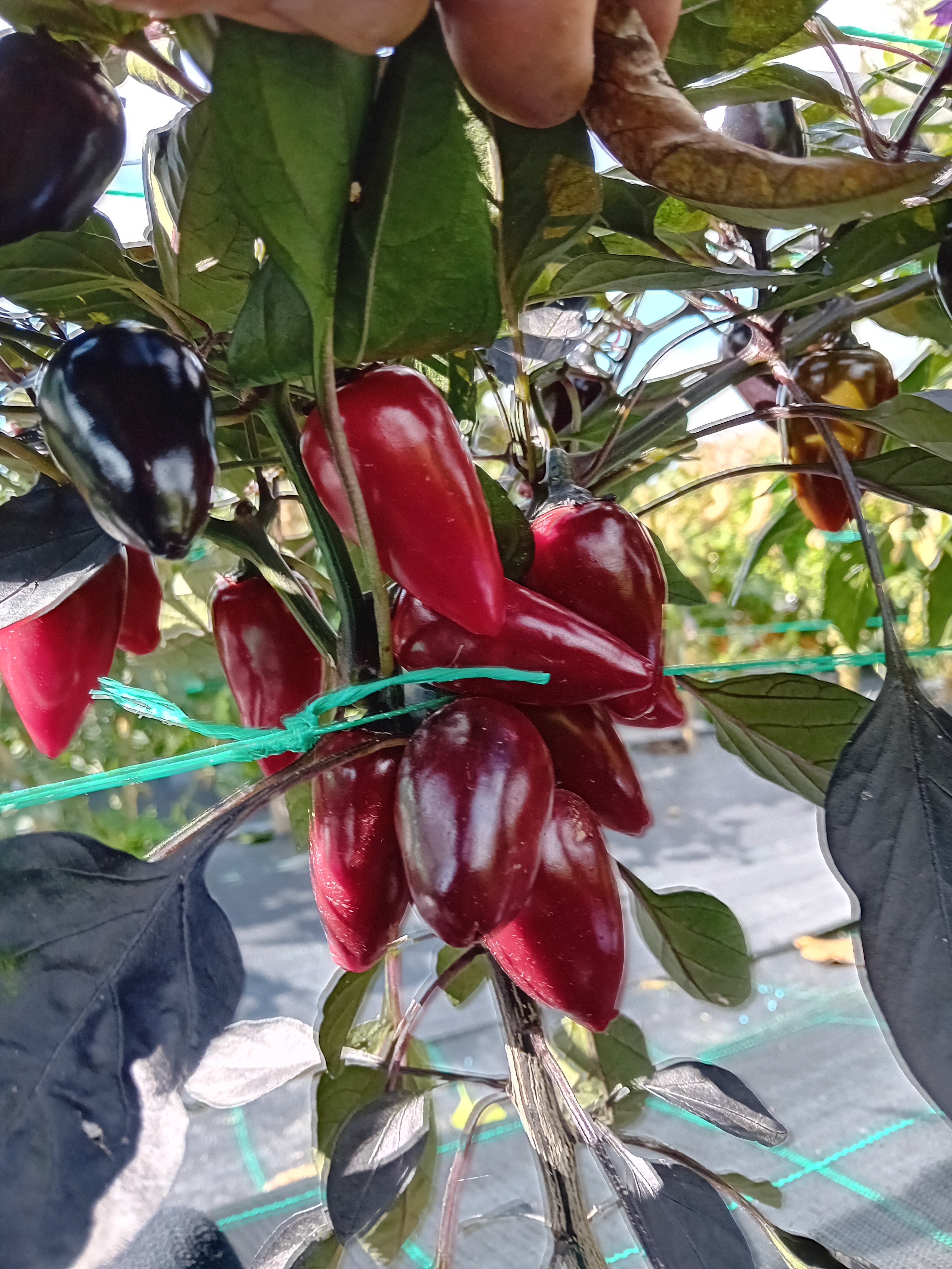 Răsad Ardei - Count Dracula