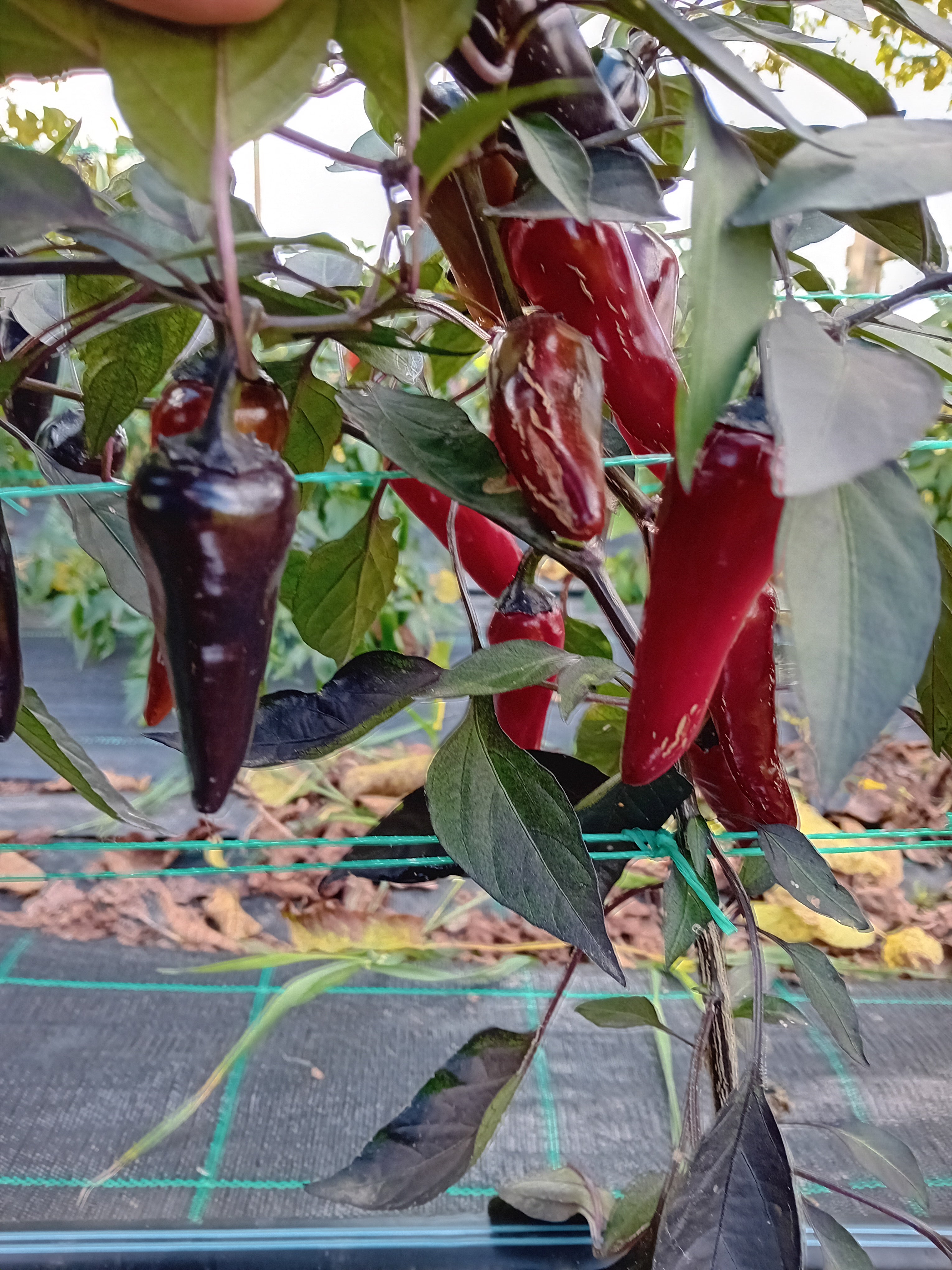 Seminţe Ardei - Nosferatu