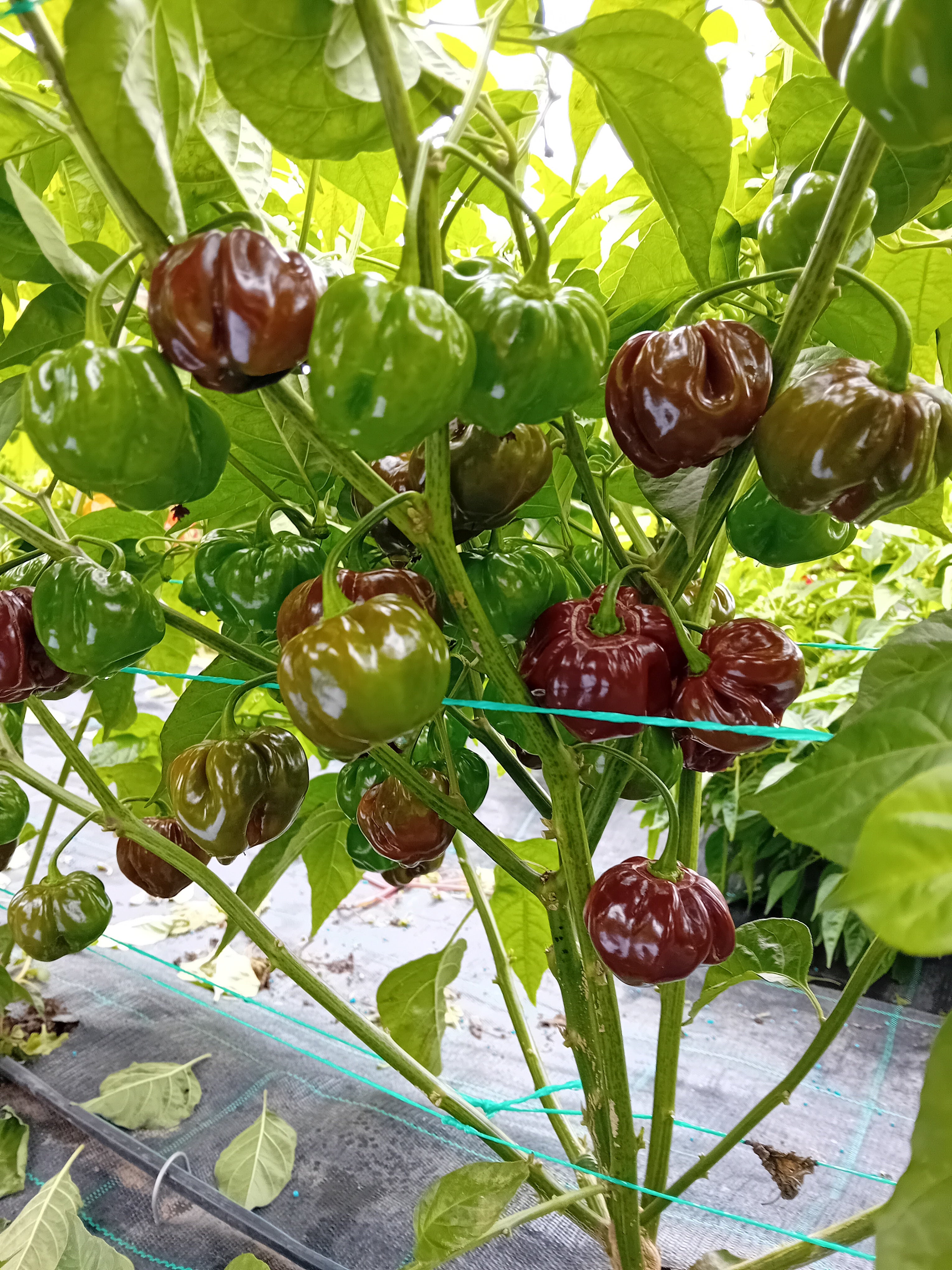 Seminţe Ardei - Scotch Bonnet Brown