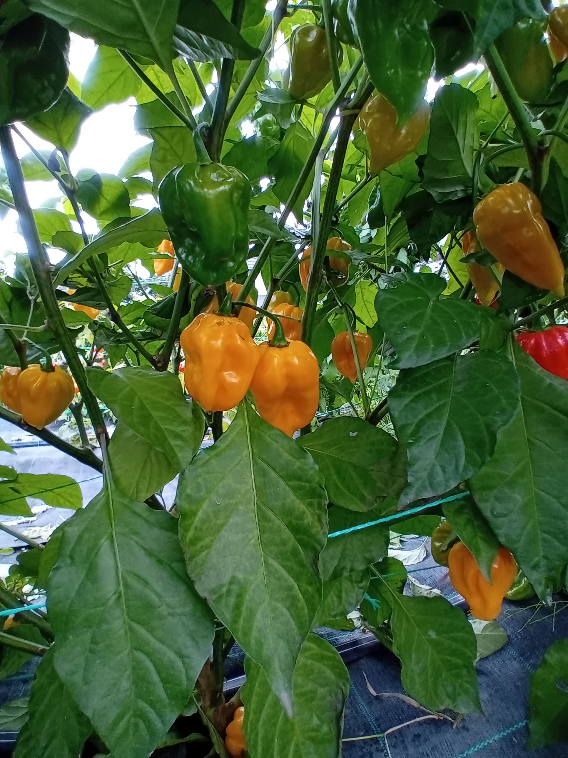 Seminţe Ardei - Scotch Bonnet Orange