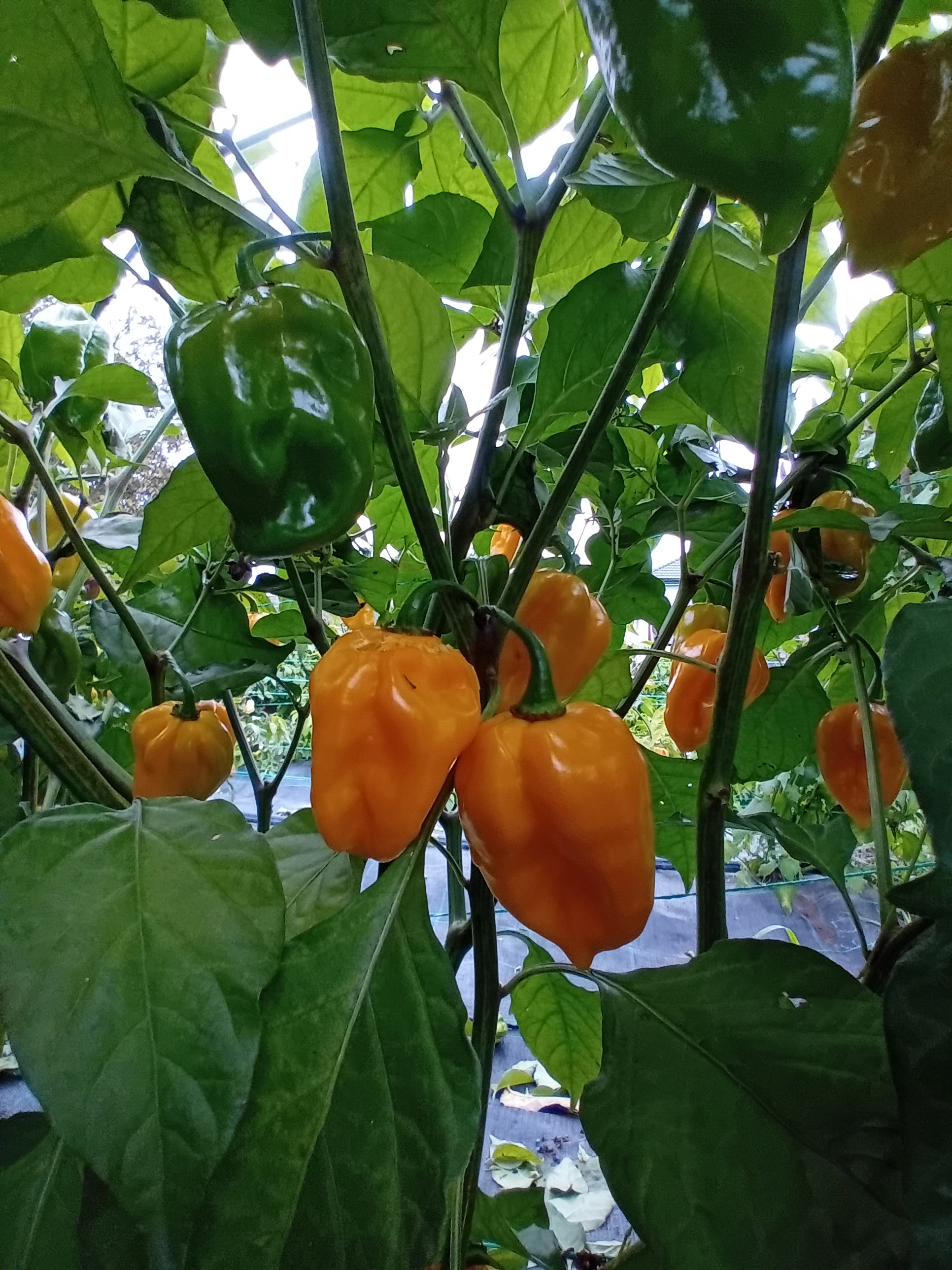 Pepper Seedling - Habanero Yucatan