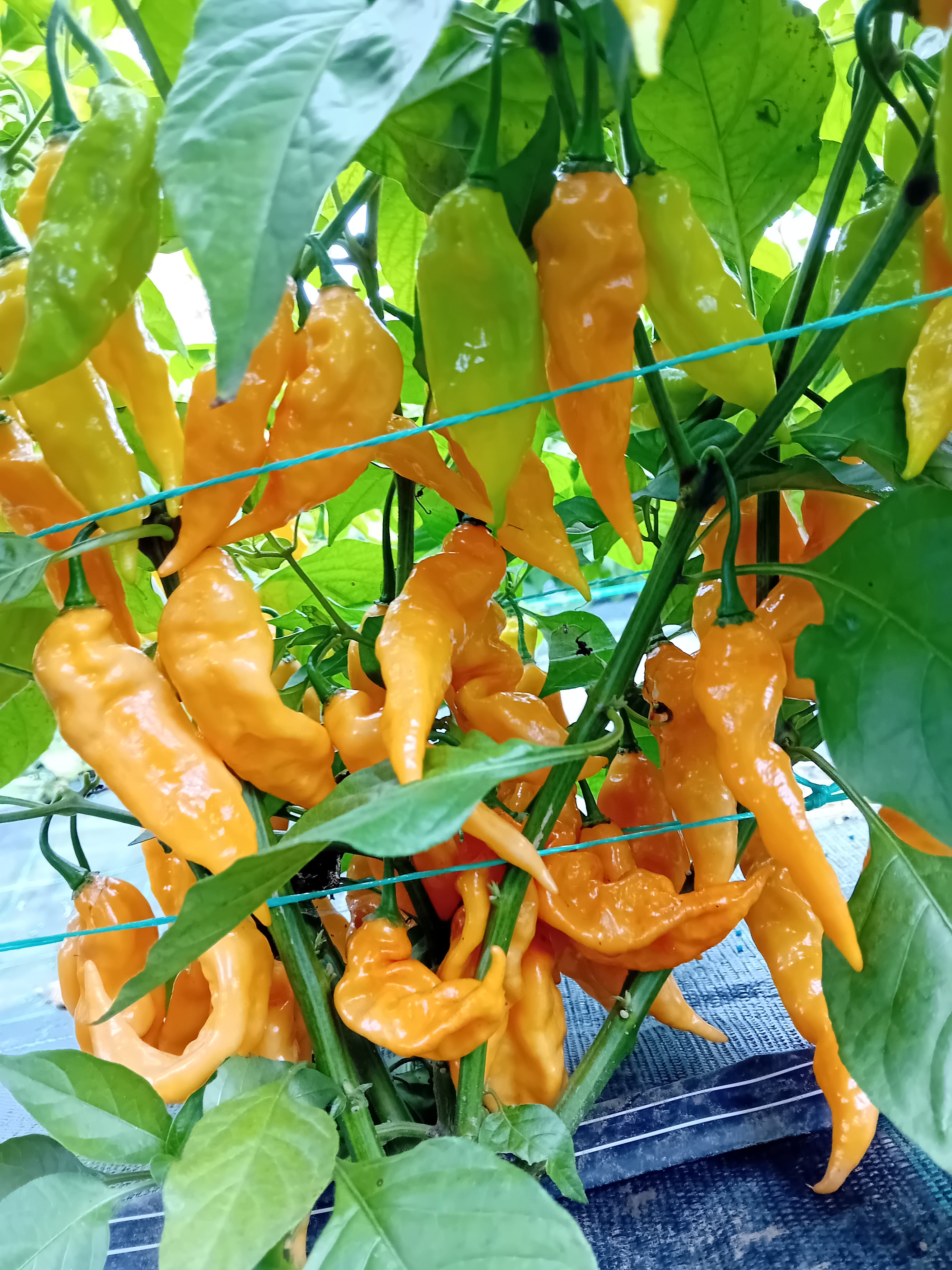 Seminţe Ardei - Tiberius Mauler Peach