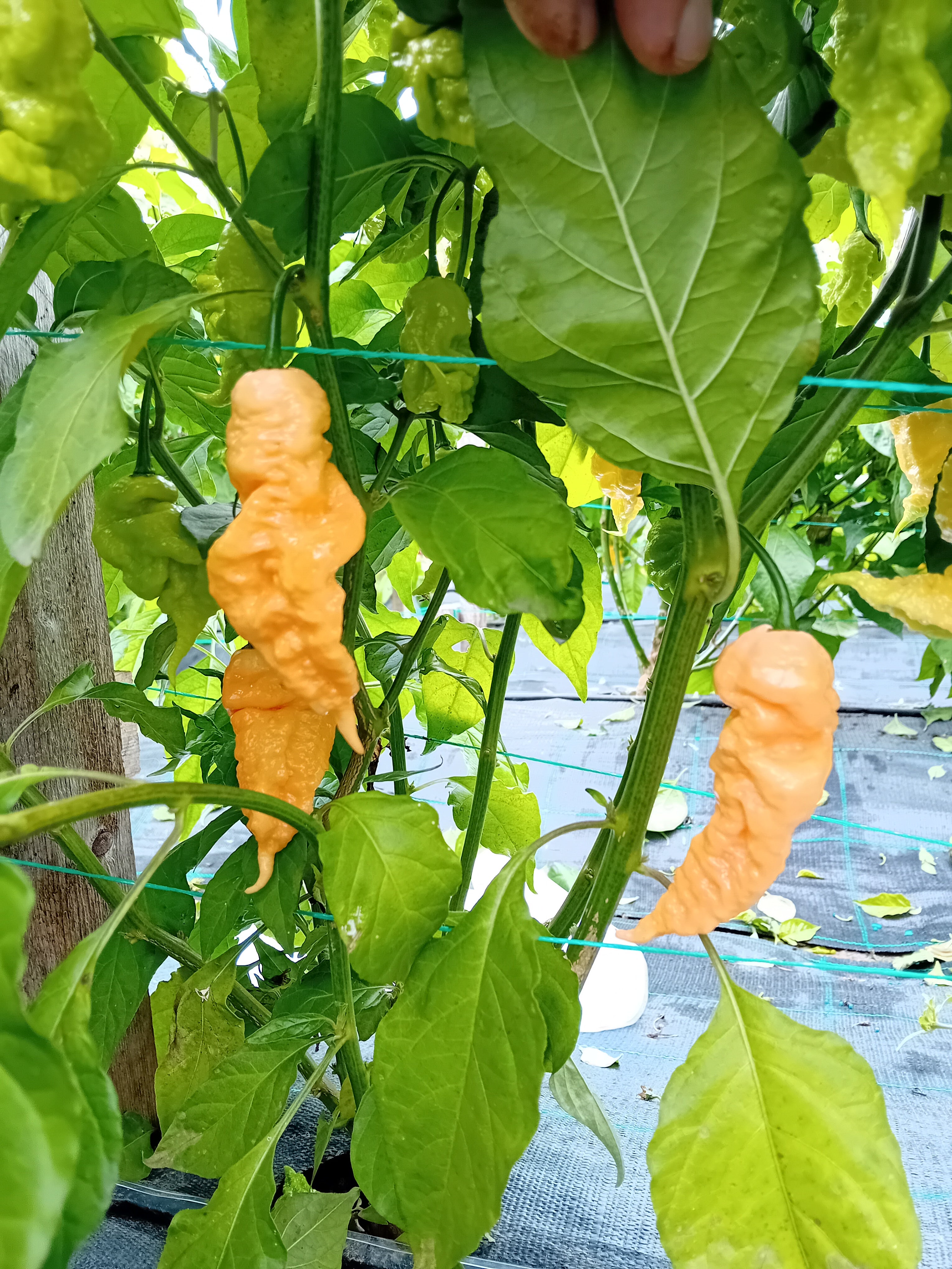 Seminţe Ardei - Tiberius Mauler Peach