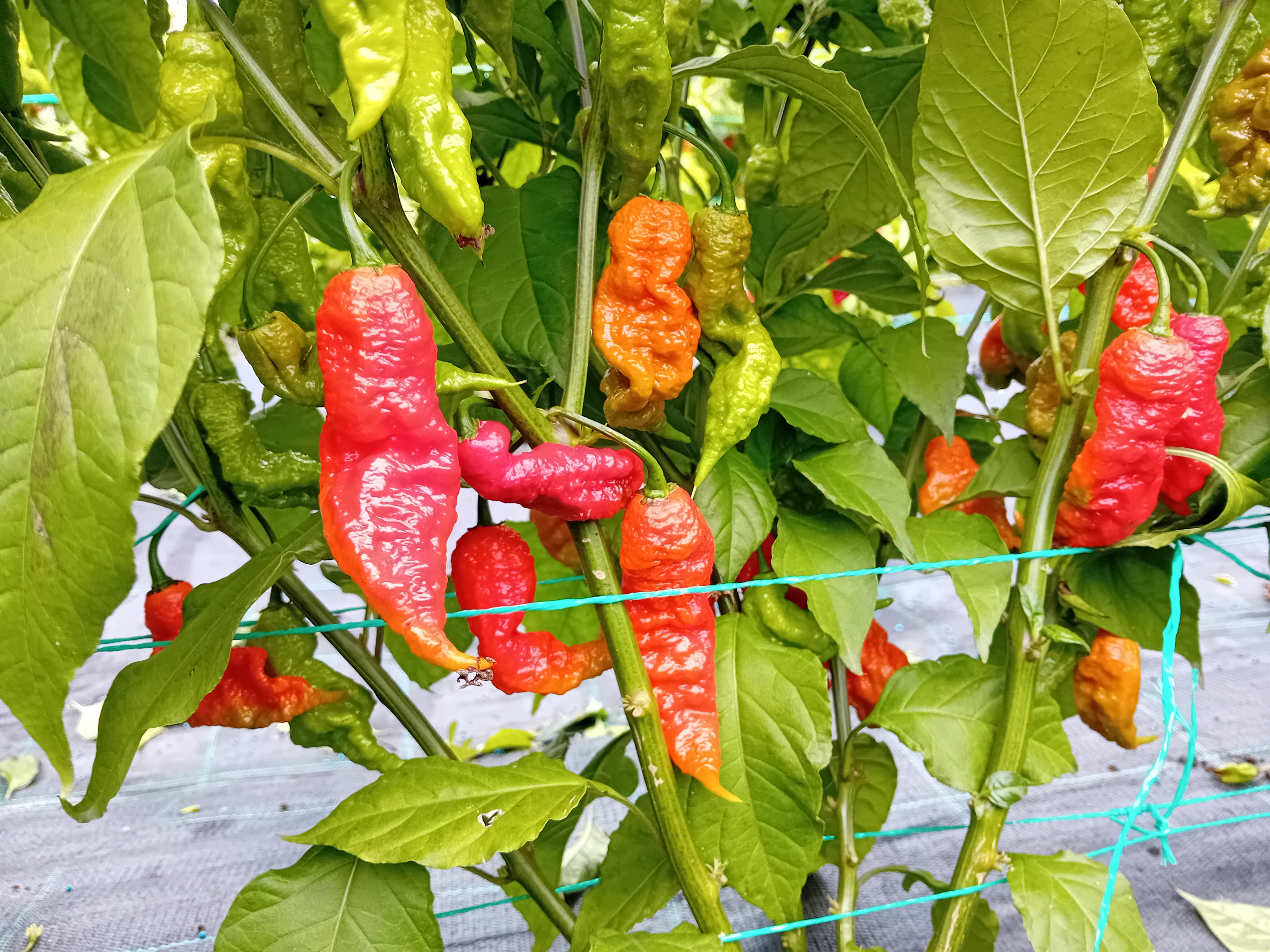 Seminţe Ardei - Tiberius Mauler Red