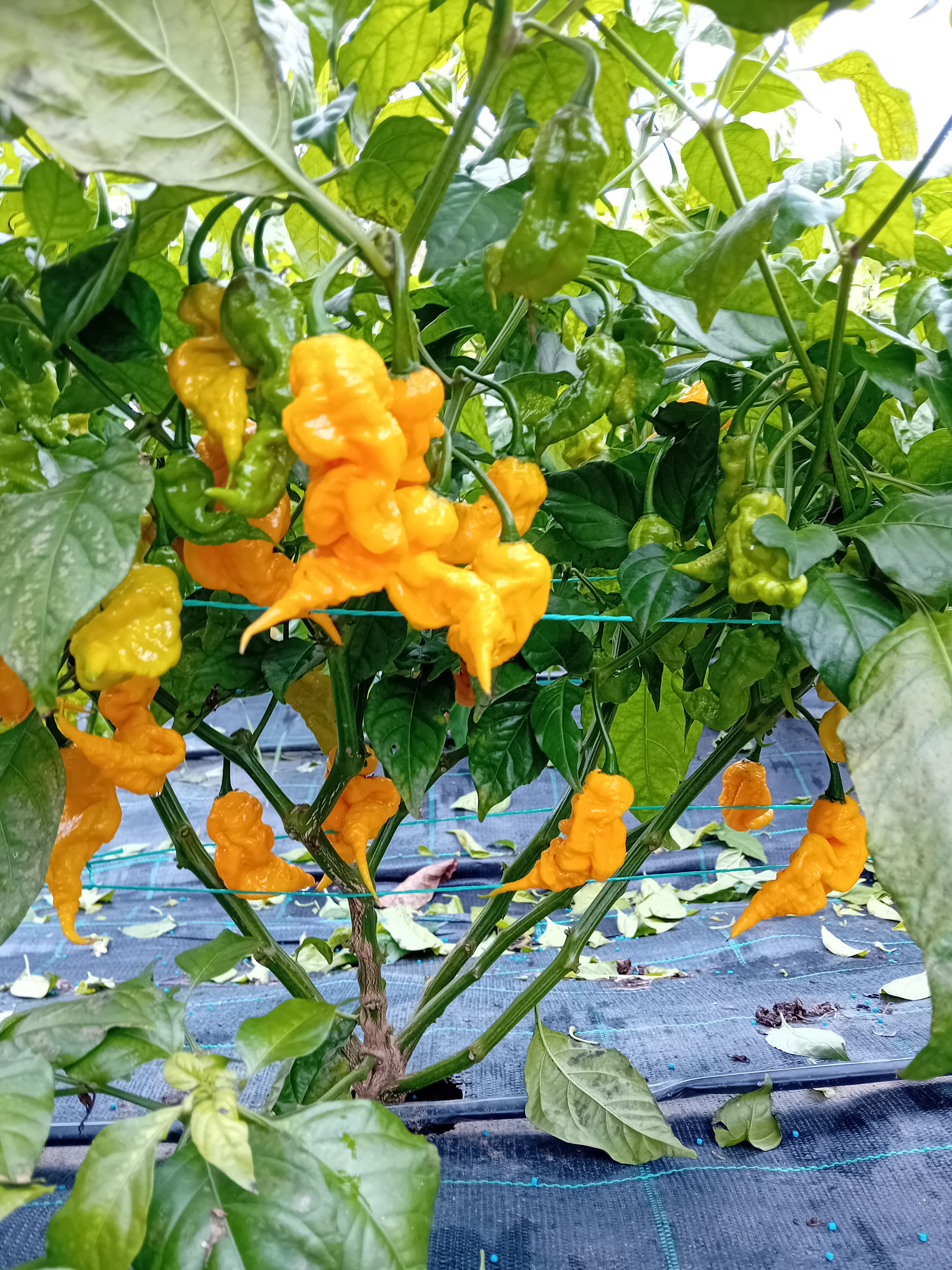 Seminţe Ardei - T-REX Yellow