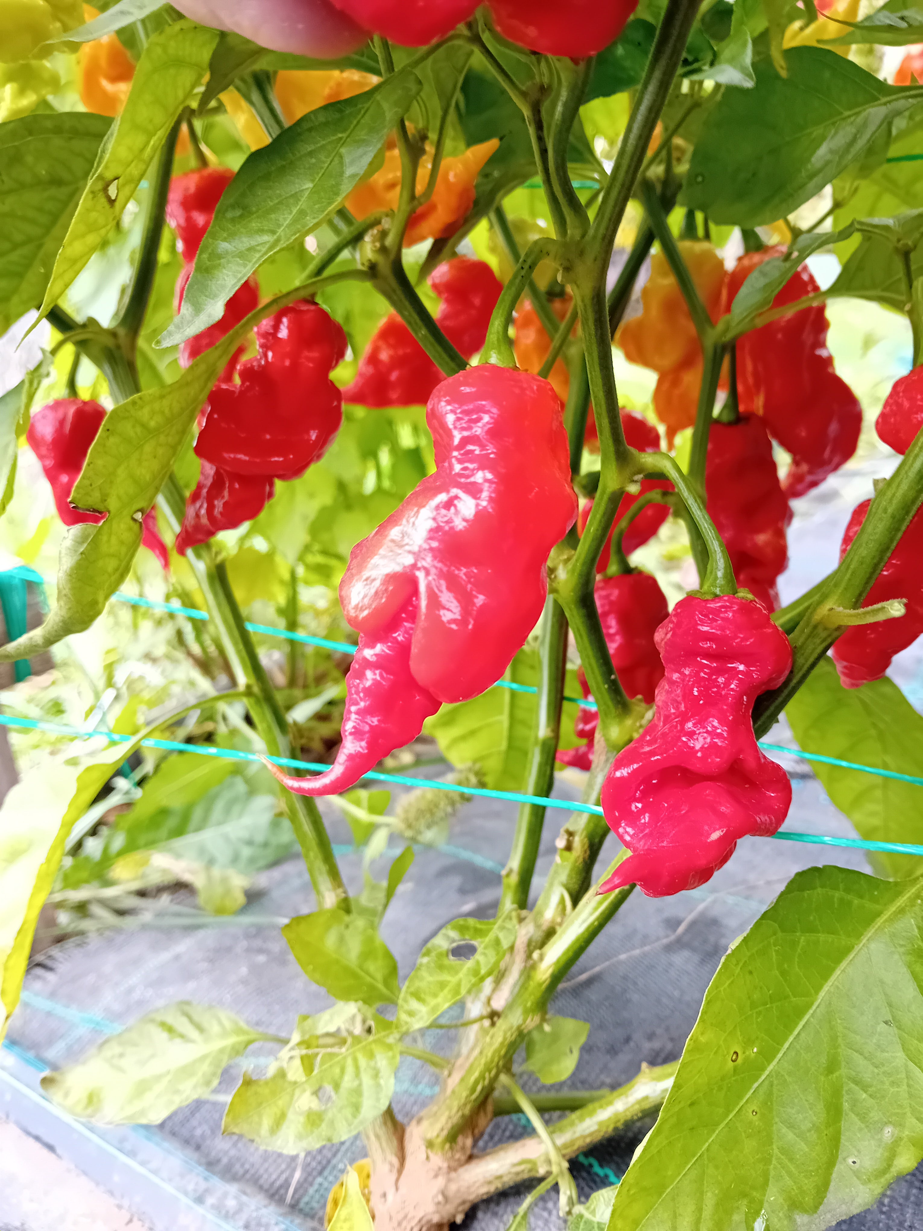 Seminţe Ardei - T-Rex Red