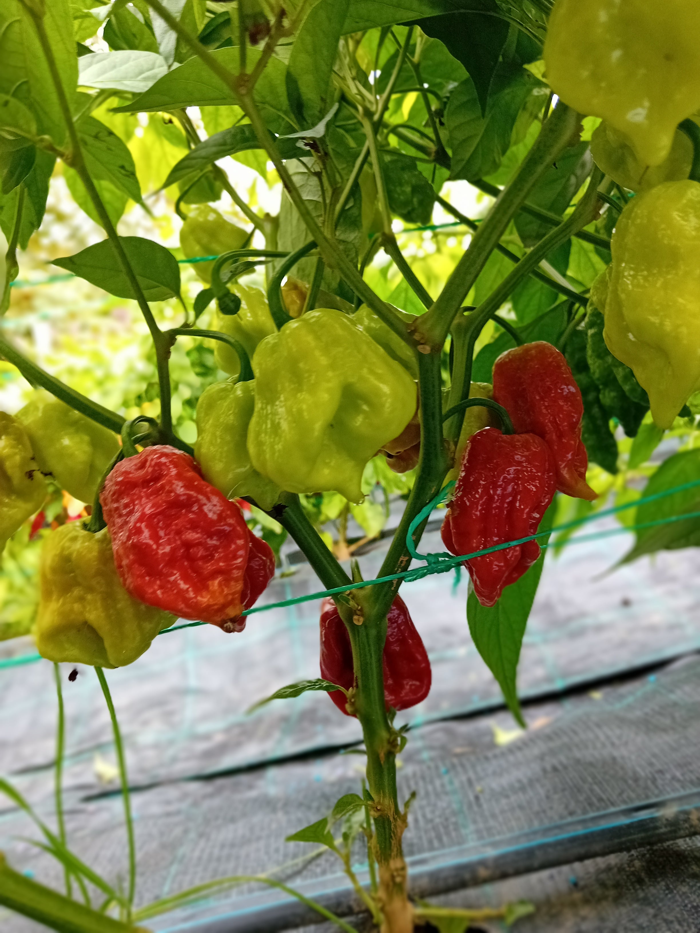 Răsad Ardei - 7 Pot Defcon