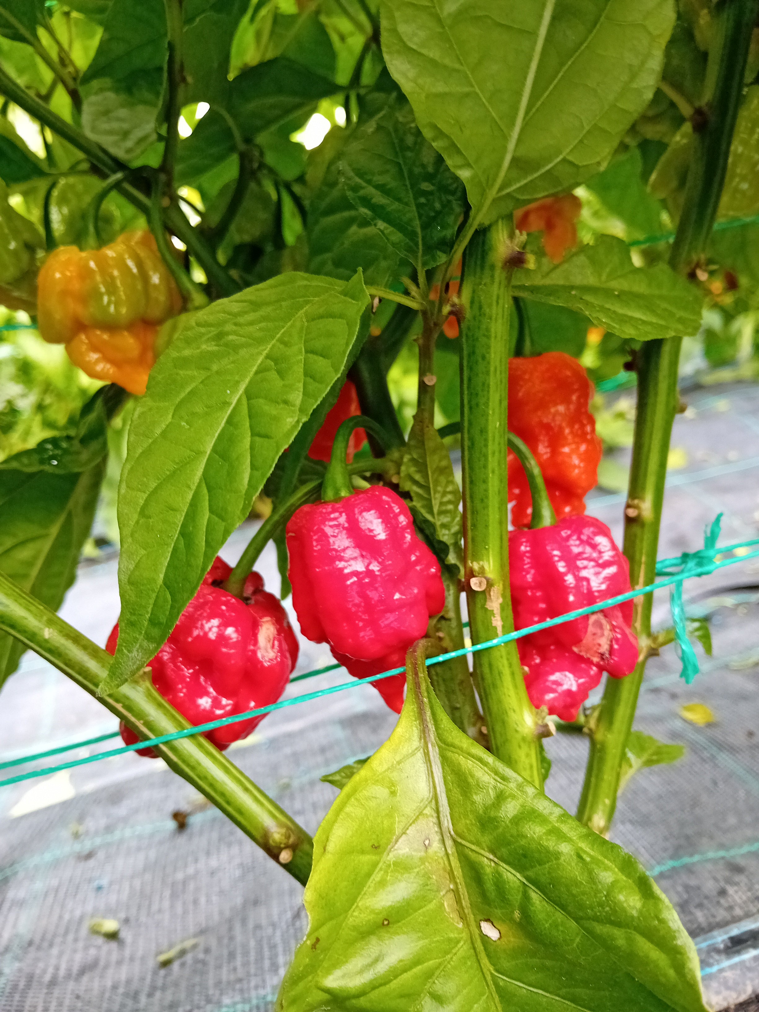 Răsad Ardei - 7 Pot Primo Red