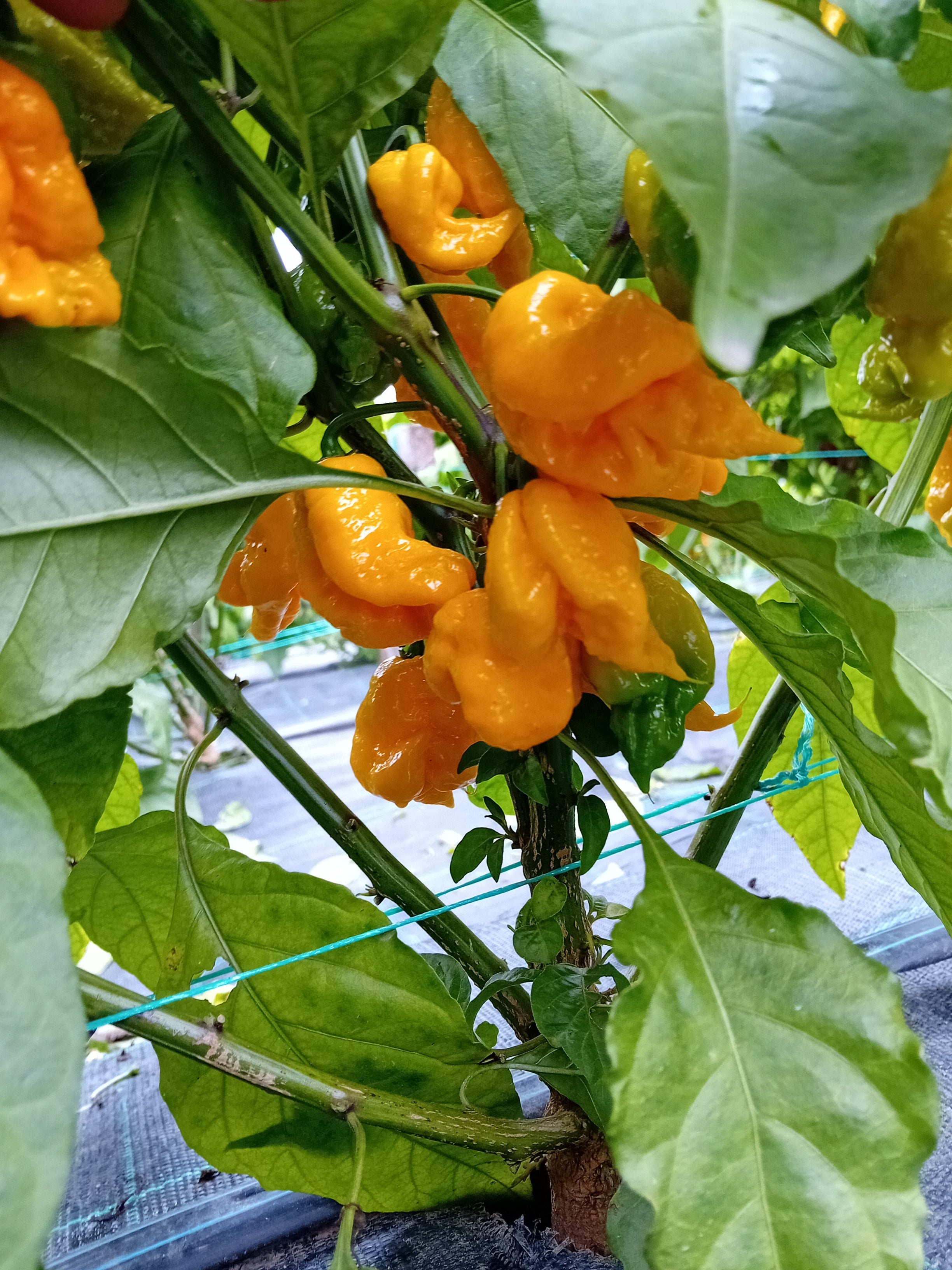 Răsad Ardei - 7 Pot Orange