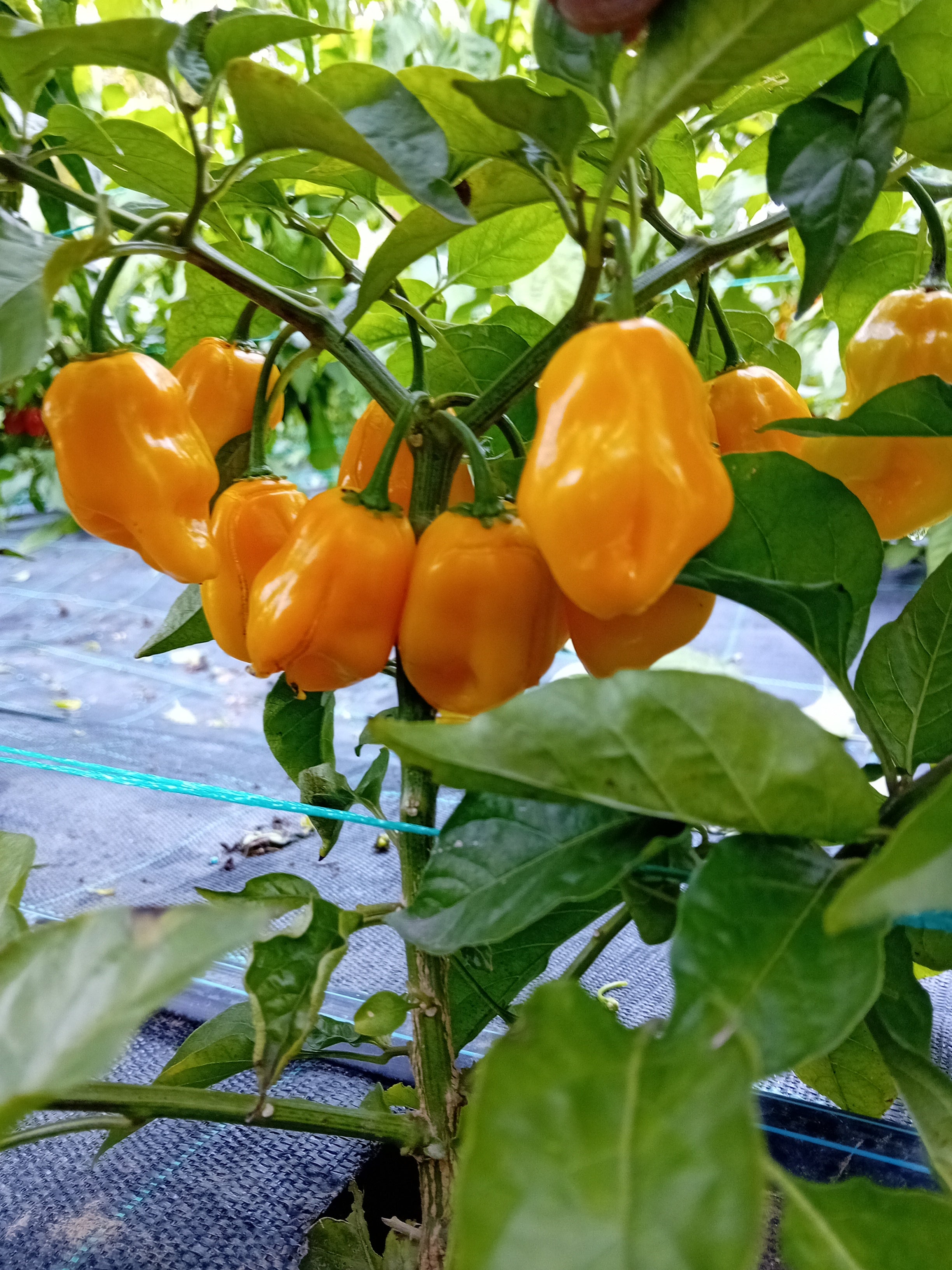 Răsad Ardei - 7 Pot Orange