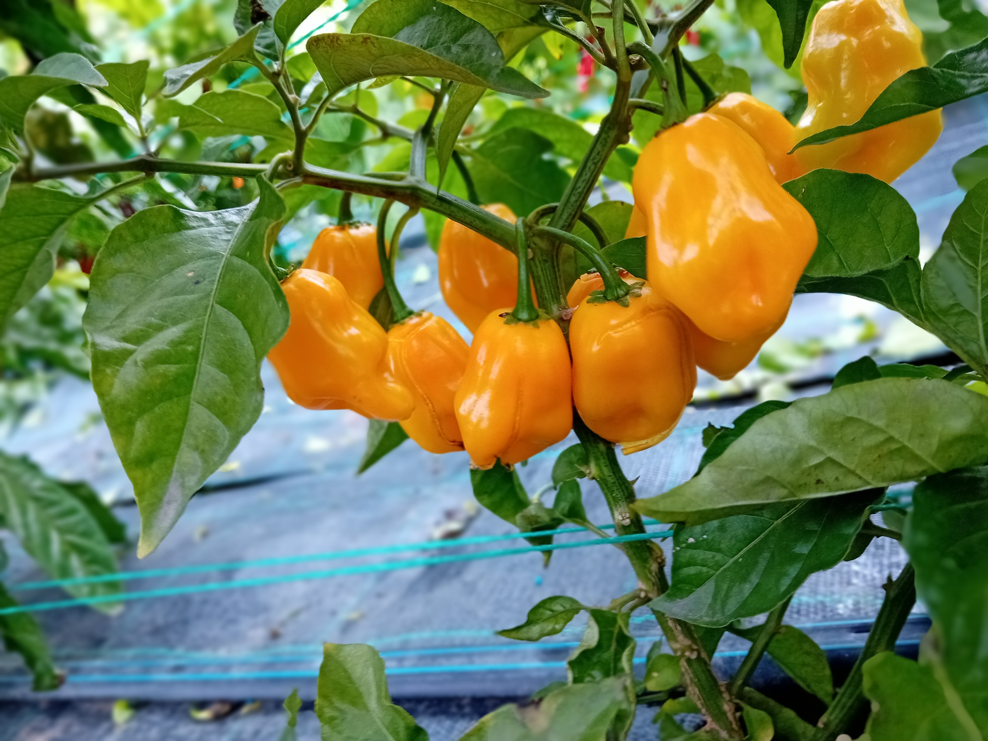 Răsad Ardei - 7 Pot Orange