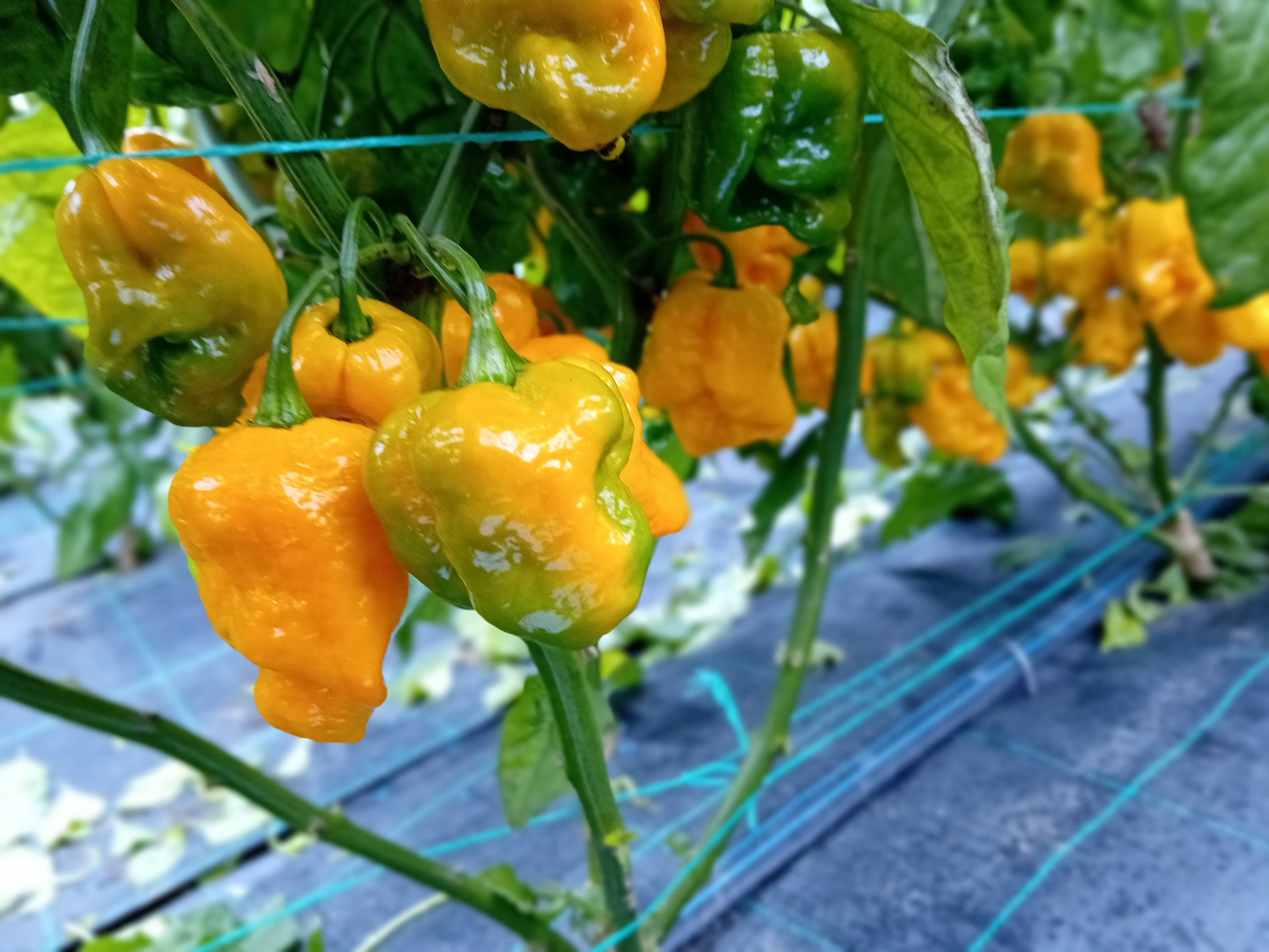 Răsad Ardei - 7 Pot Yellow