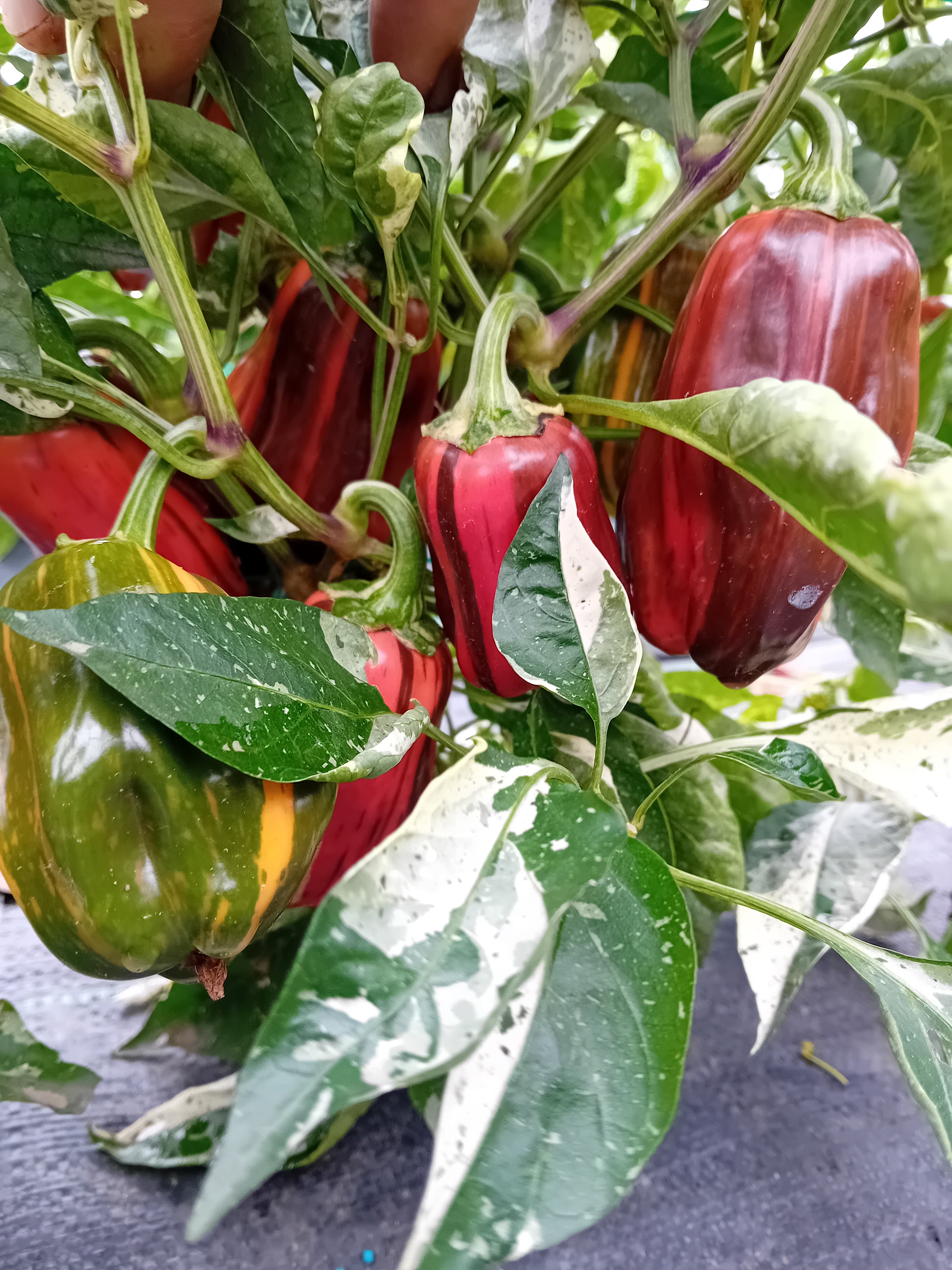 Răsad Ardei - Chocolate Candy Cane