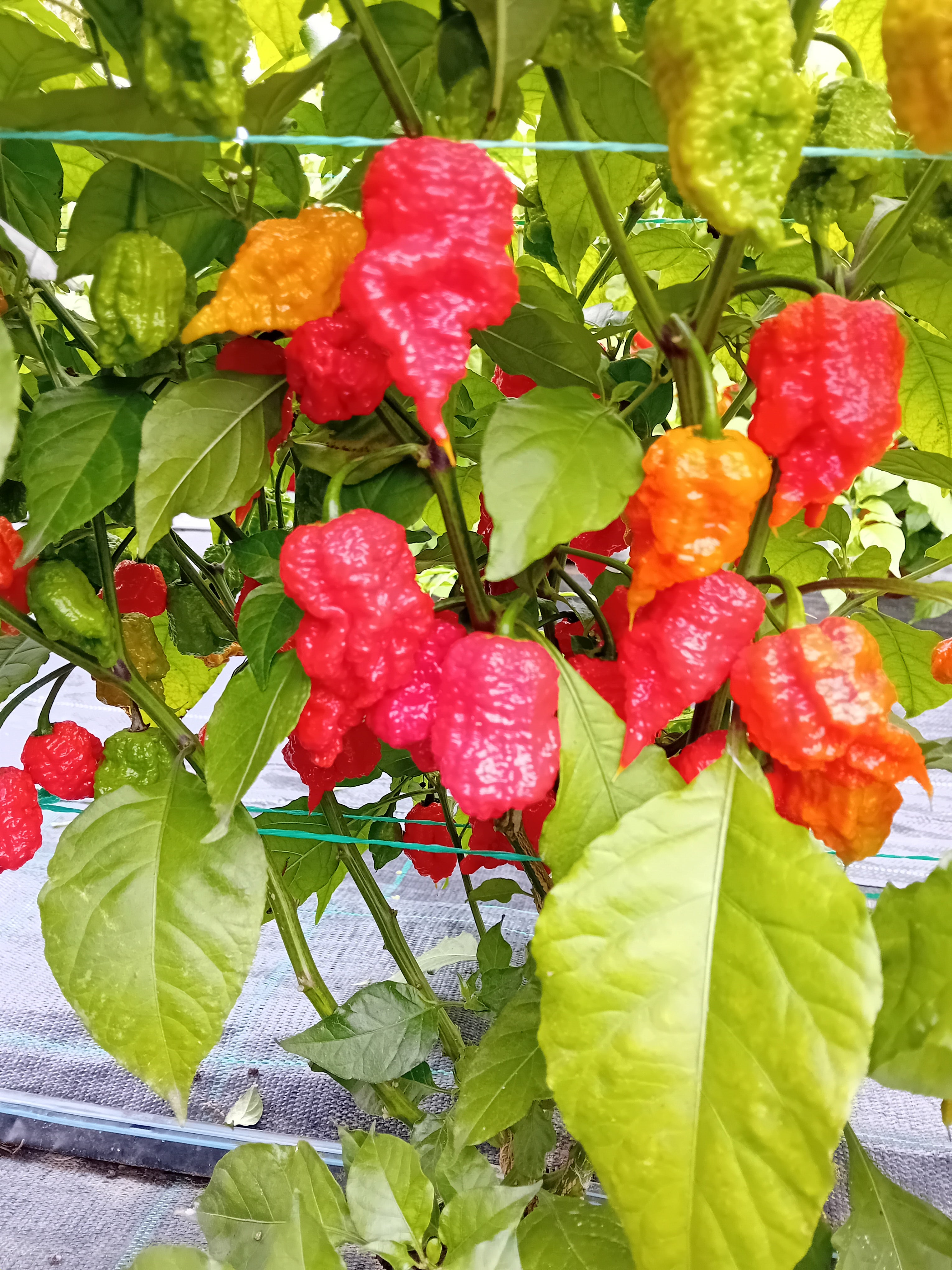 Răsad Ardei - Beast