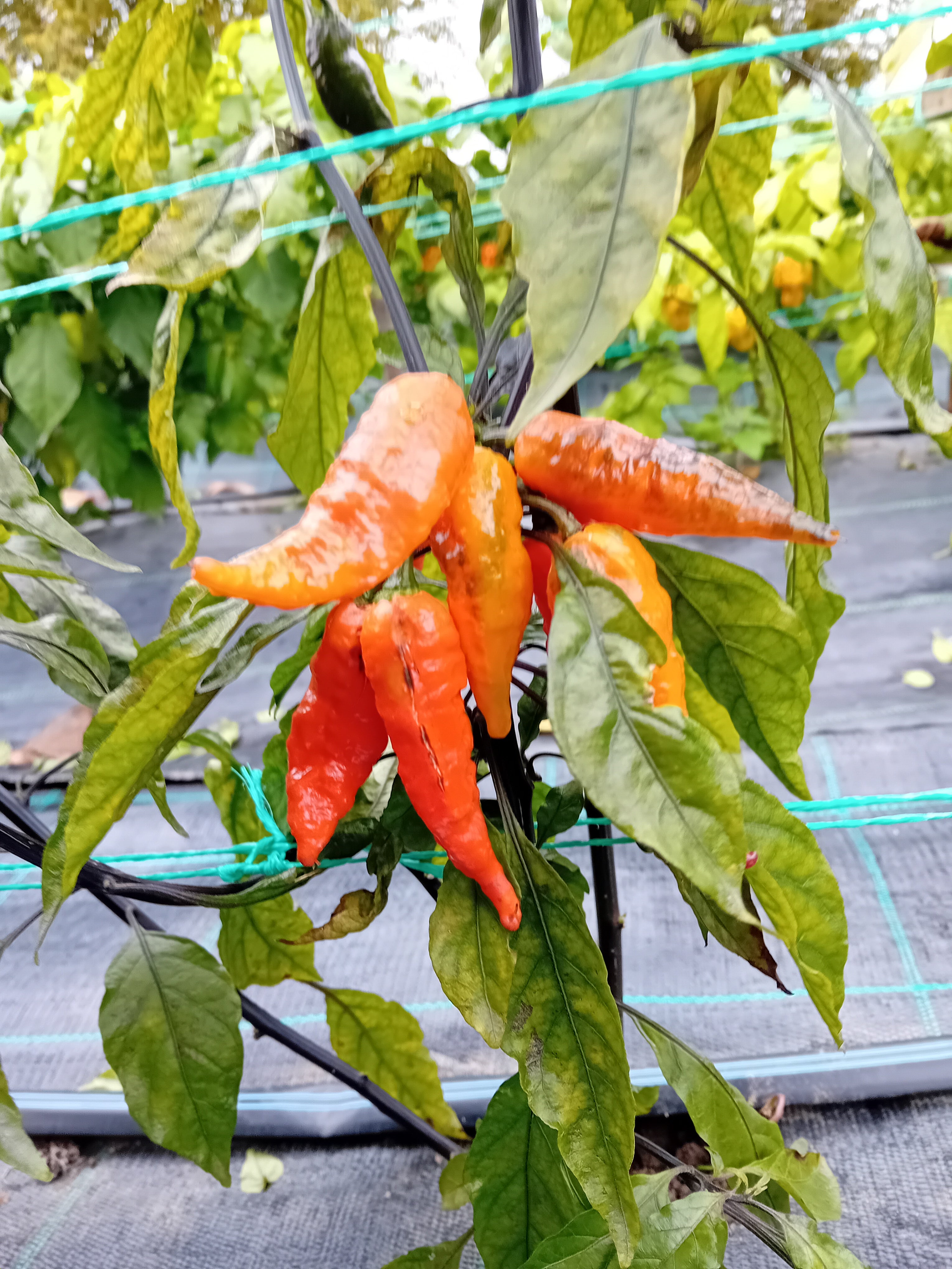 Răsad Ardei - Black Panter Red