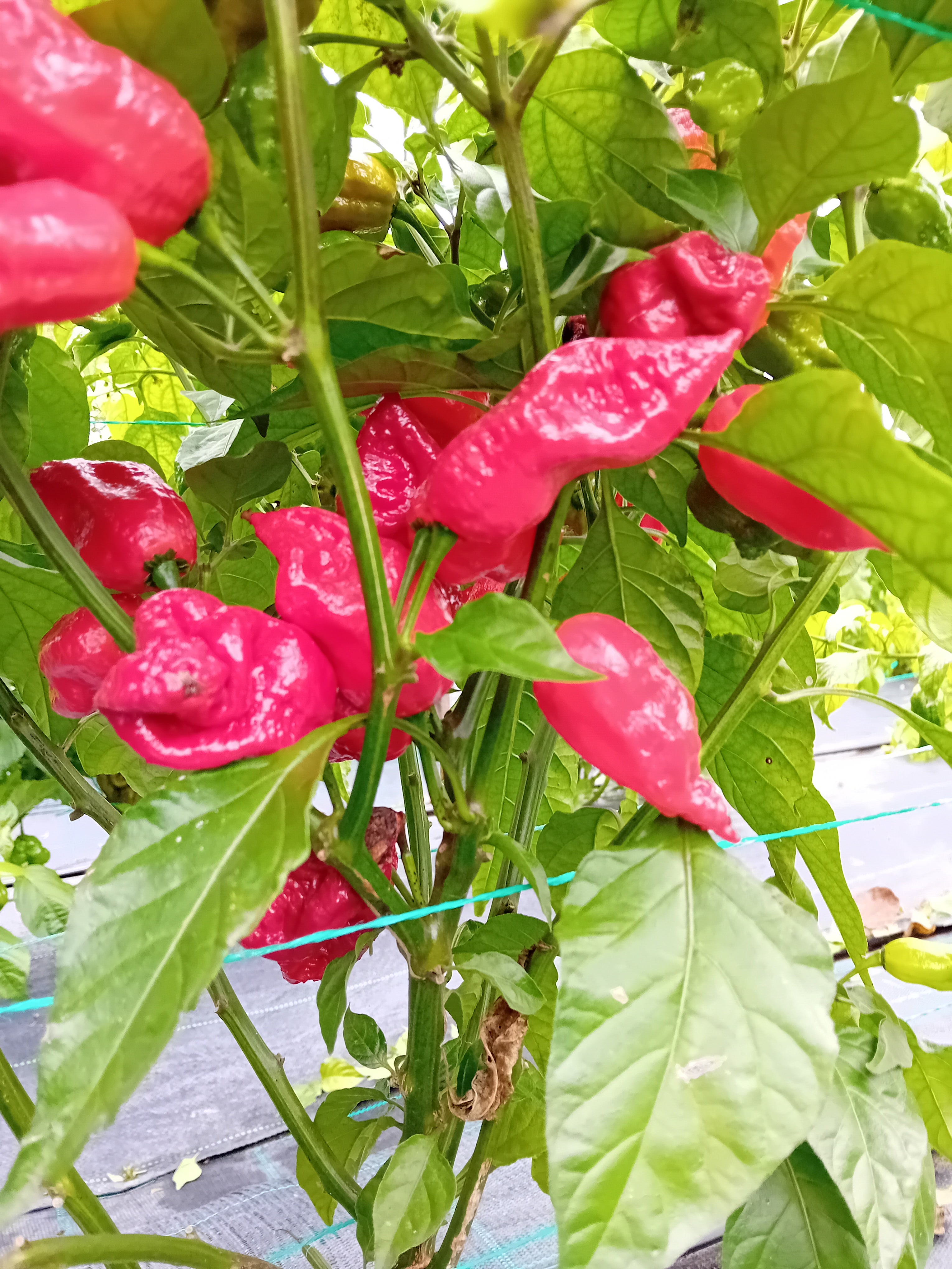 Răsad Ardei - Big Mama Red