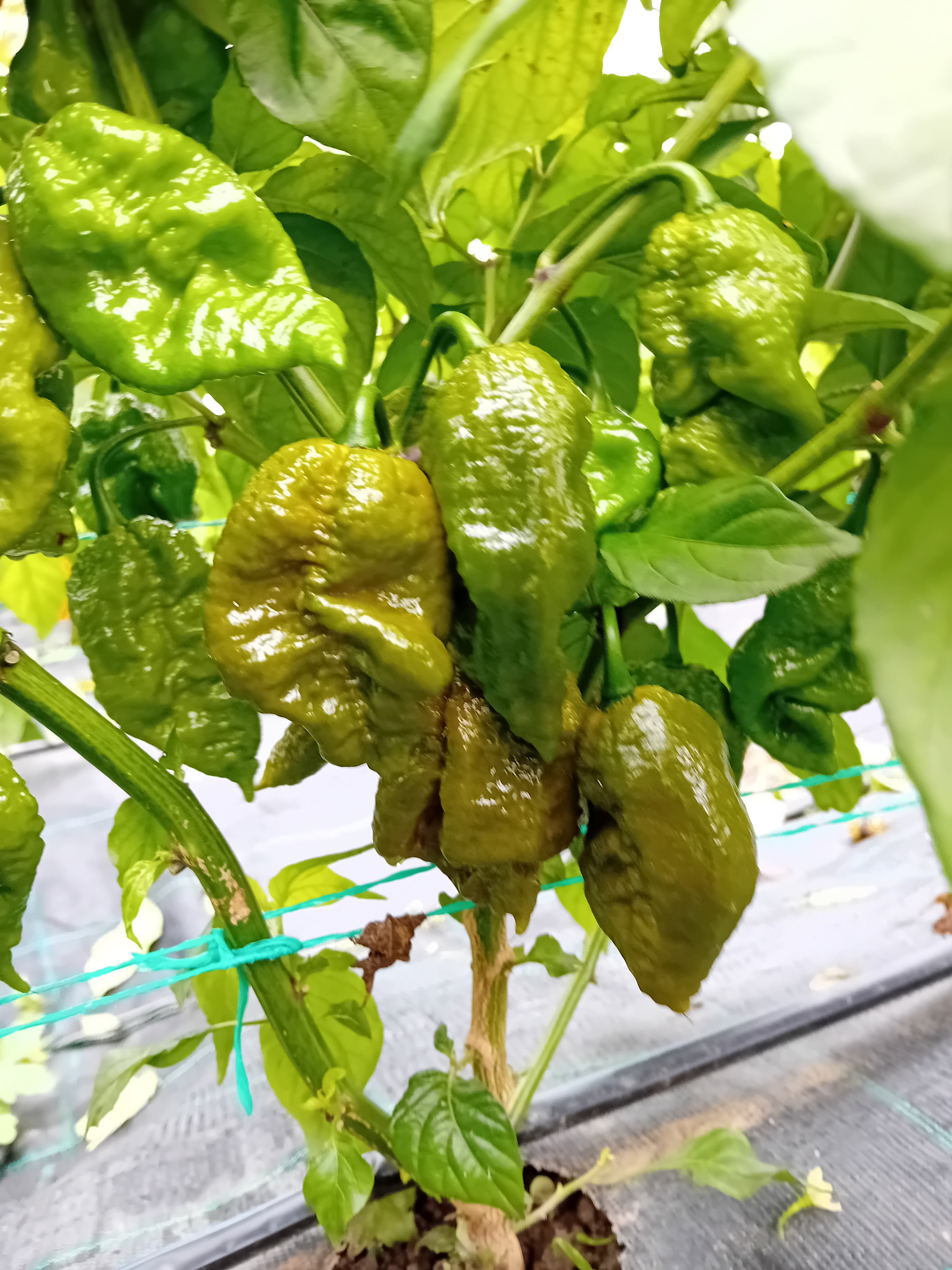 Răsad Ardei - Big Mama Mustard