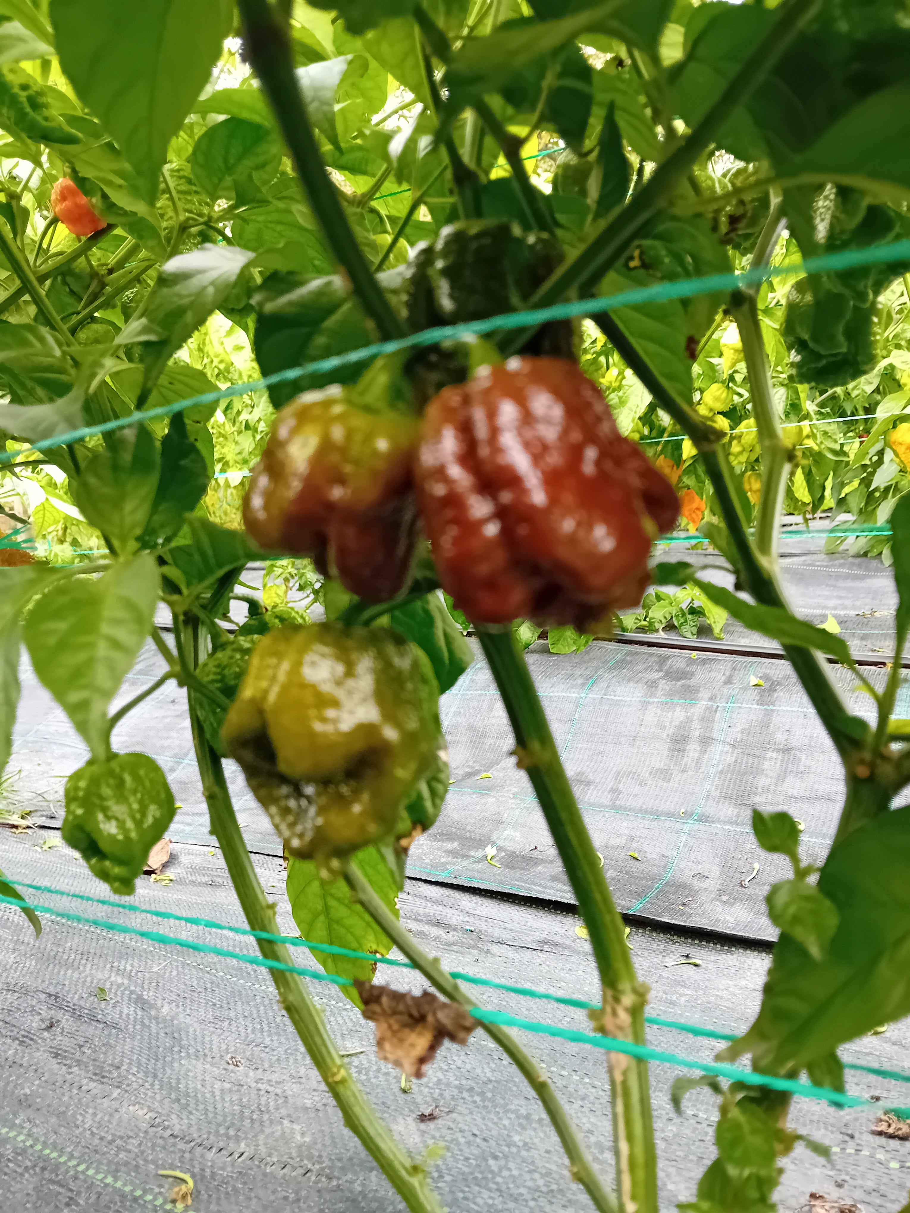 Răsad Ardei - Borg 9 Chocolate