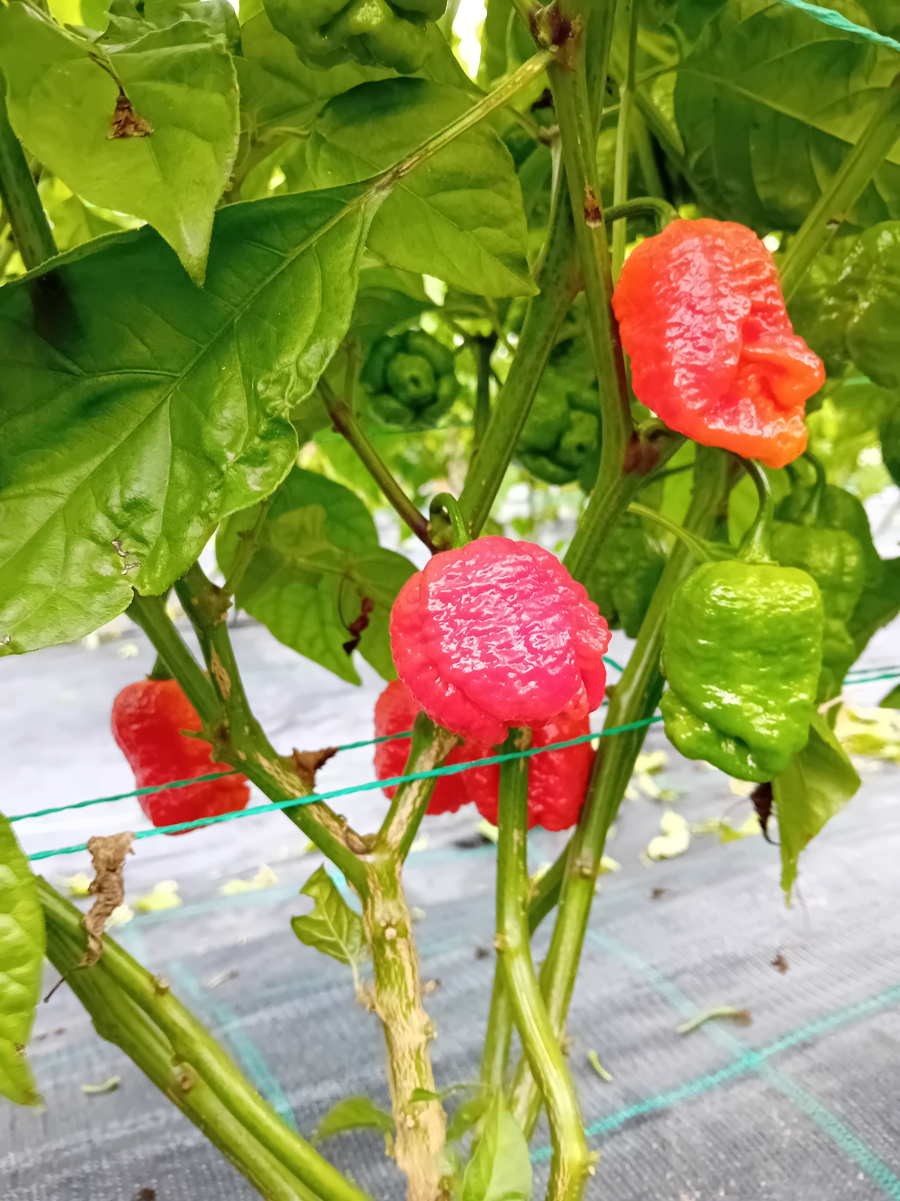 Răsad Ardei - 7 Pot Infinity