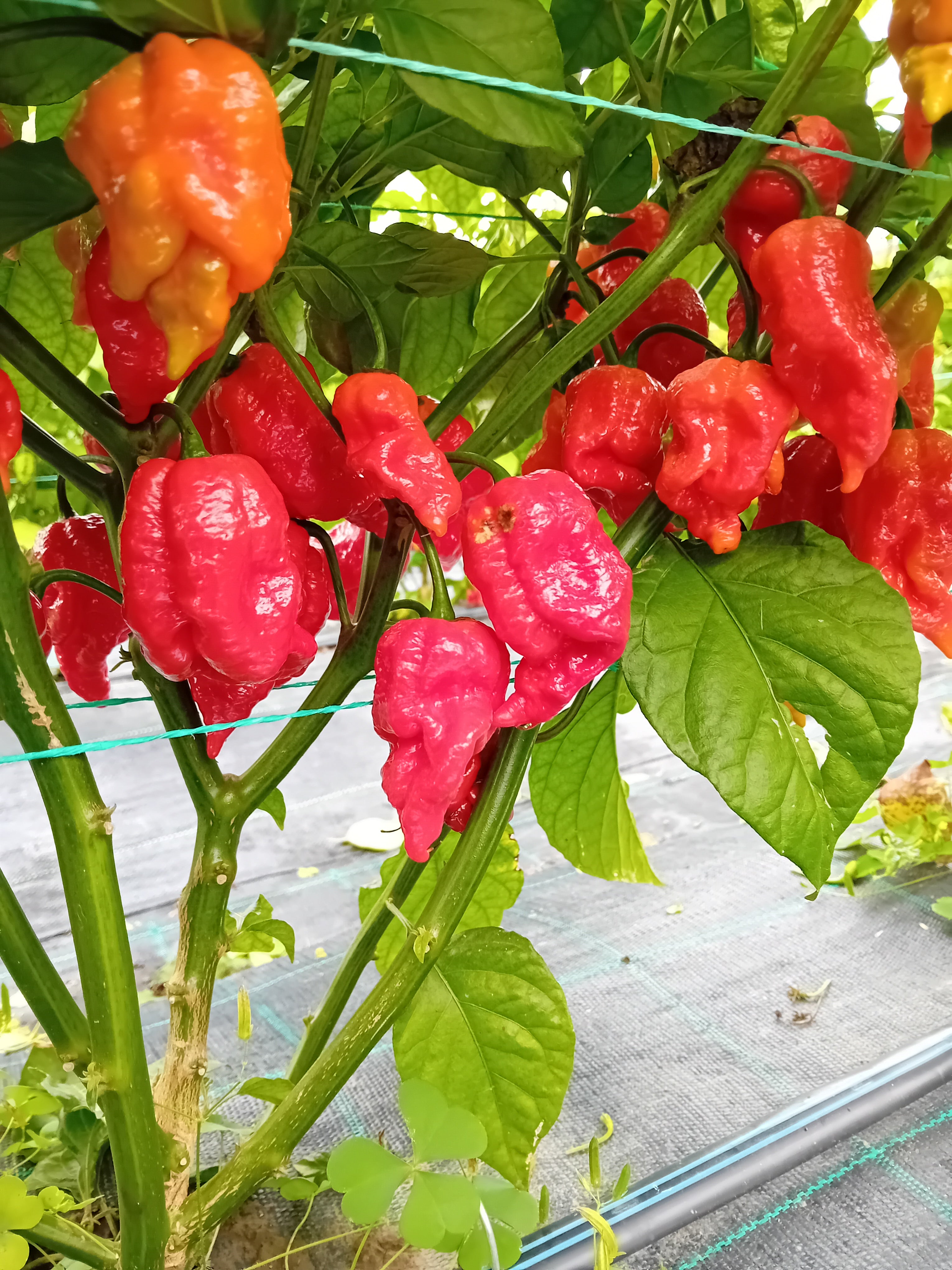 Răsad Ardei - Armageddon Red