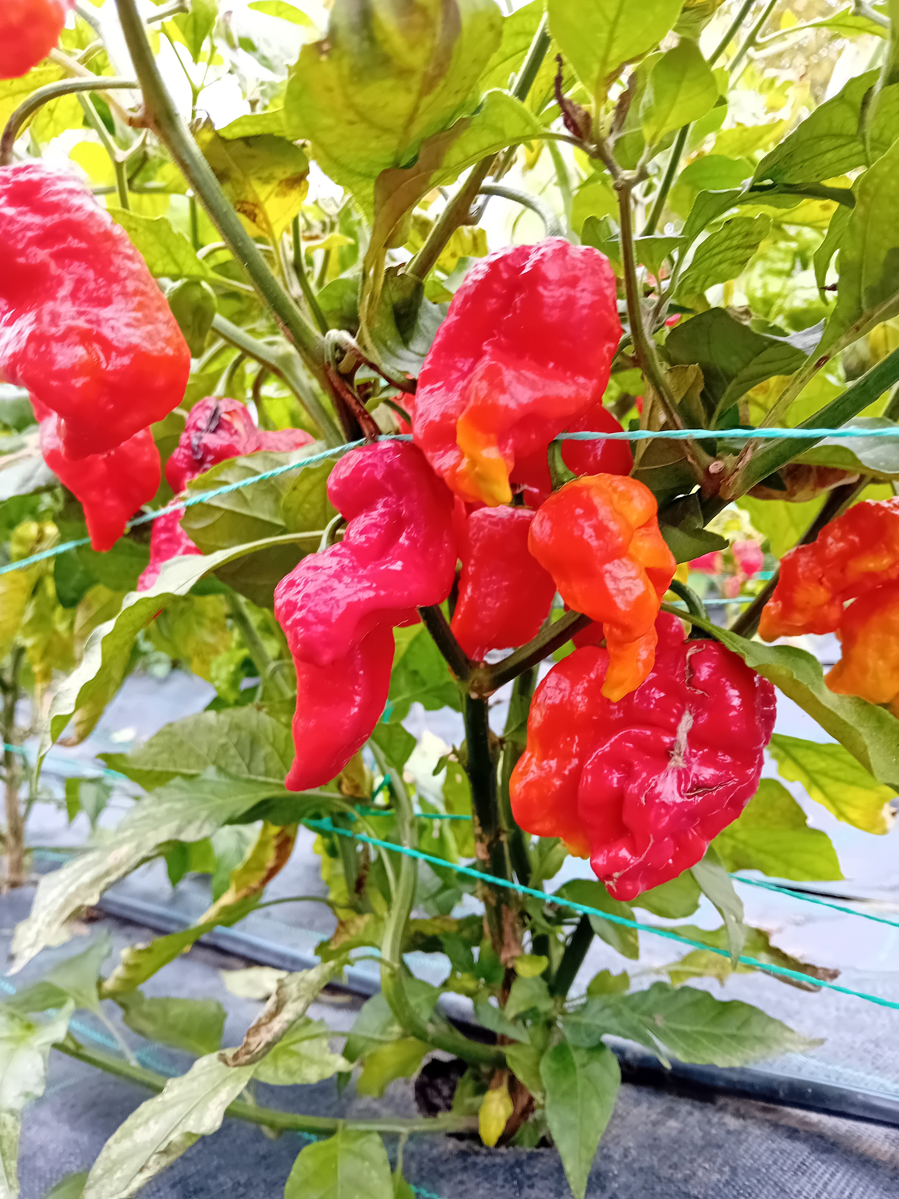 Pepper Seedling - Genghis Khan Brain