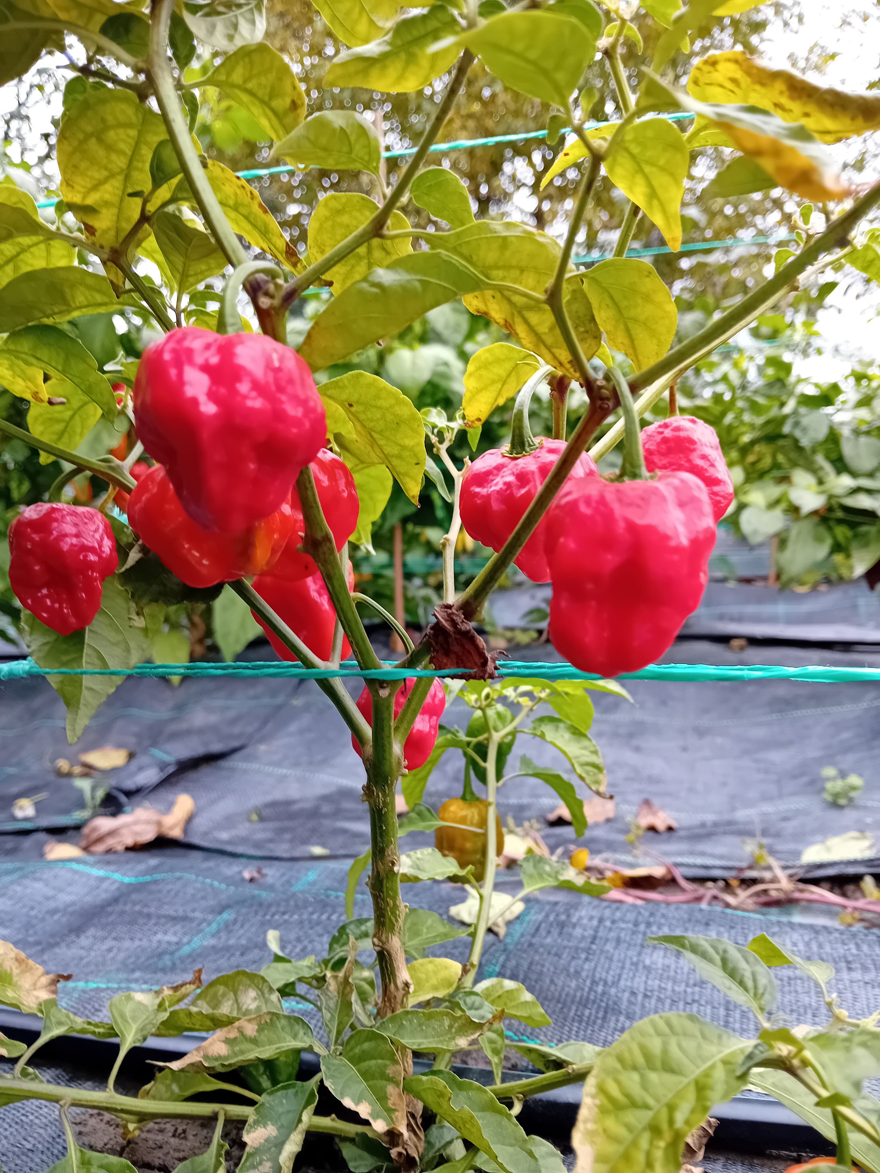 Seminţe Ardei - MA Wartryx Red