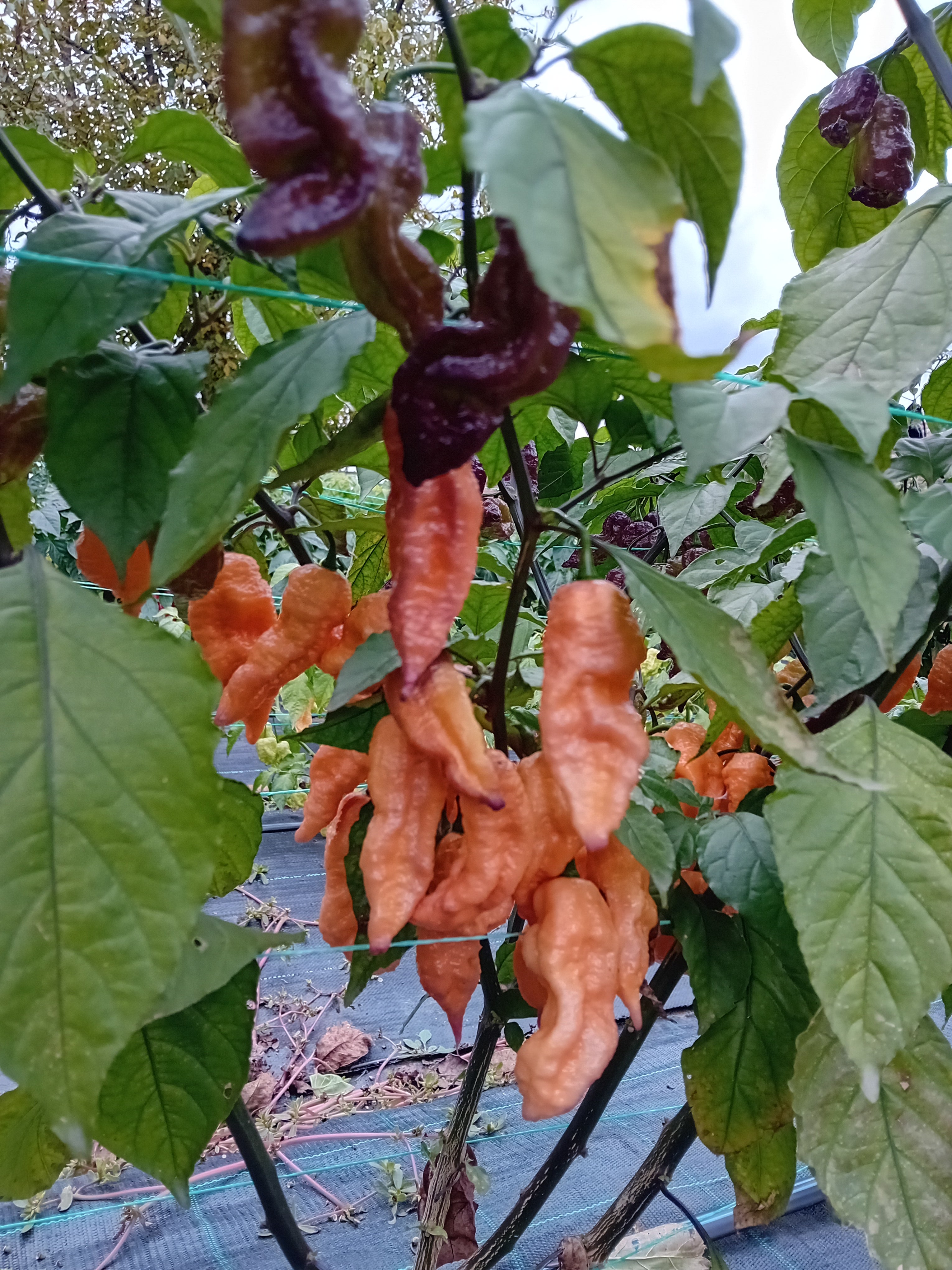Seminţe Ardei - Super Bhut x Pink Tiger x Peach Bhut