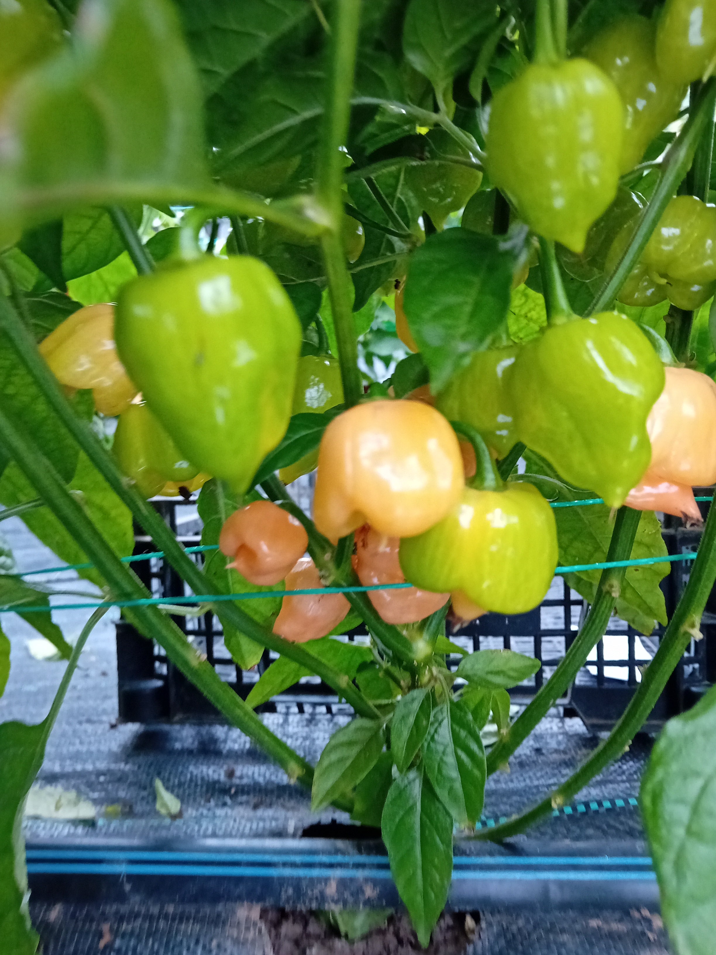 Seminţe Ardei - Habanero White