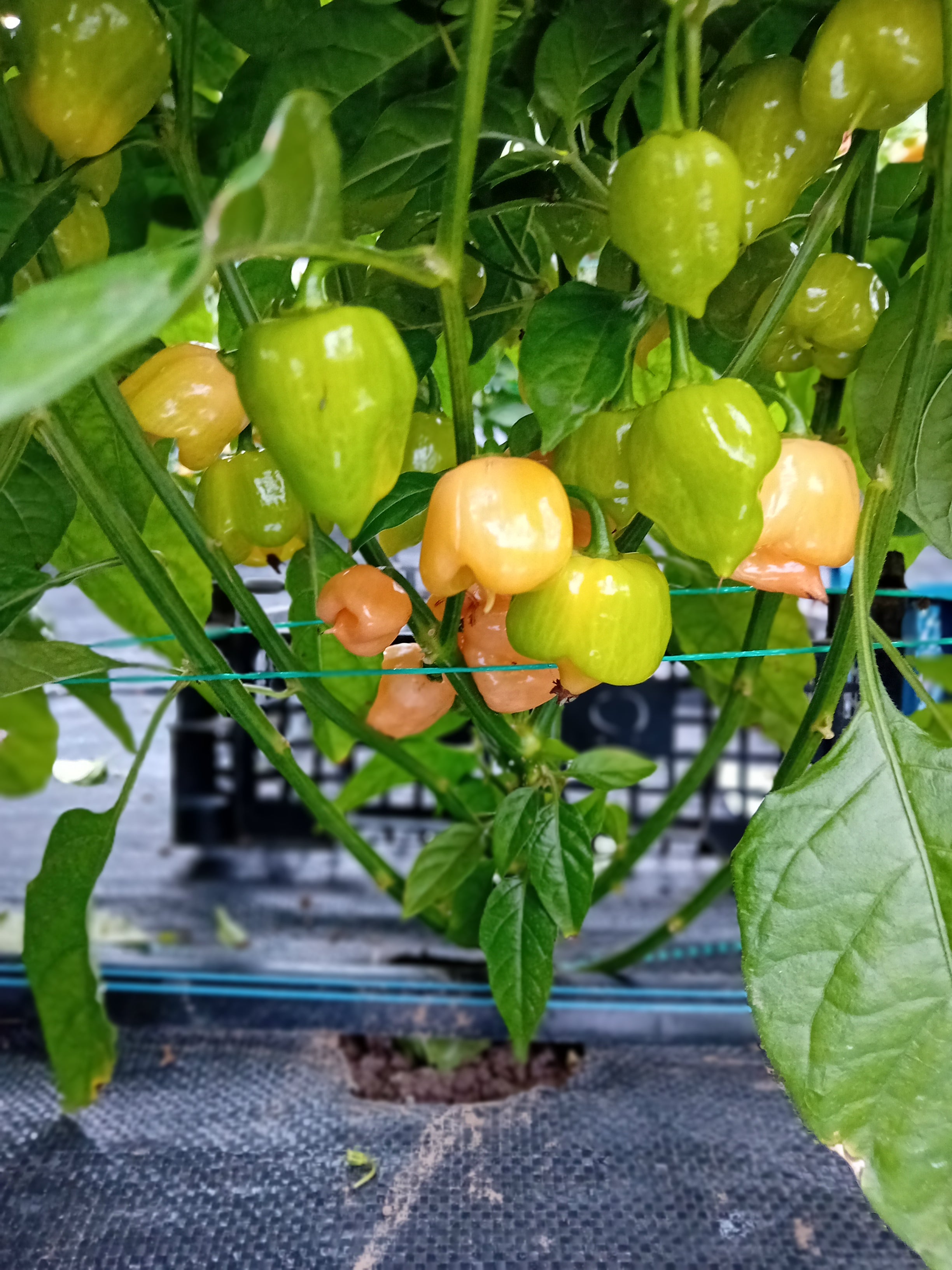 Ardei proaspăt Habanero White