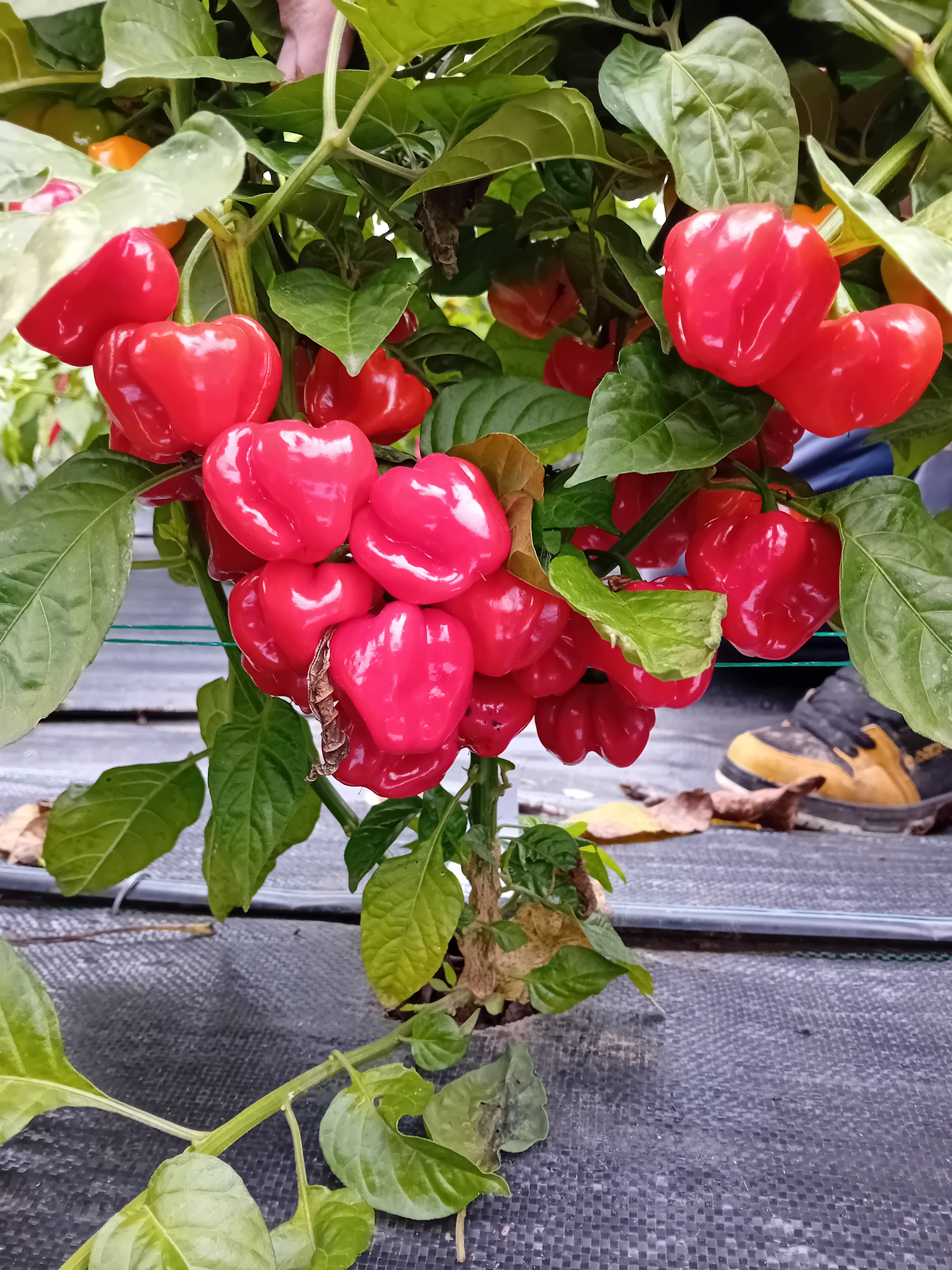 Seminţe Ardei - Scotch Bonnet Red