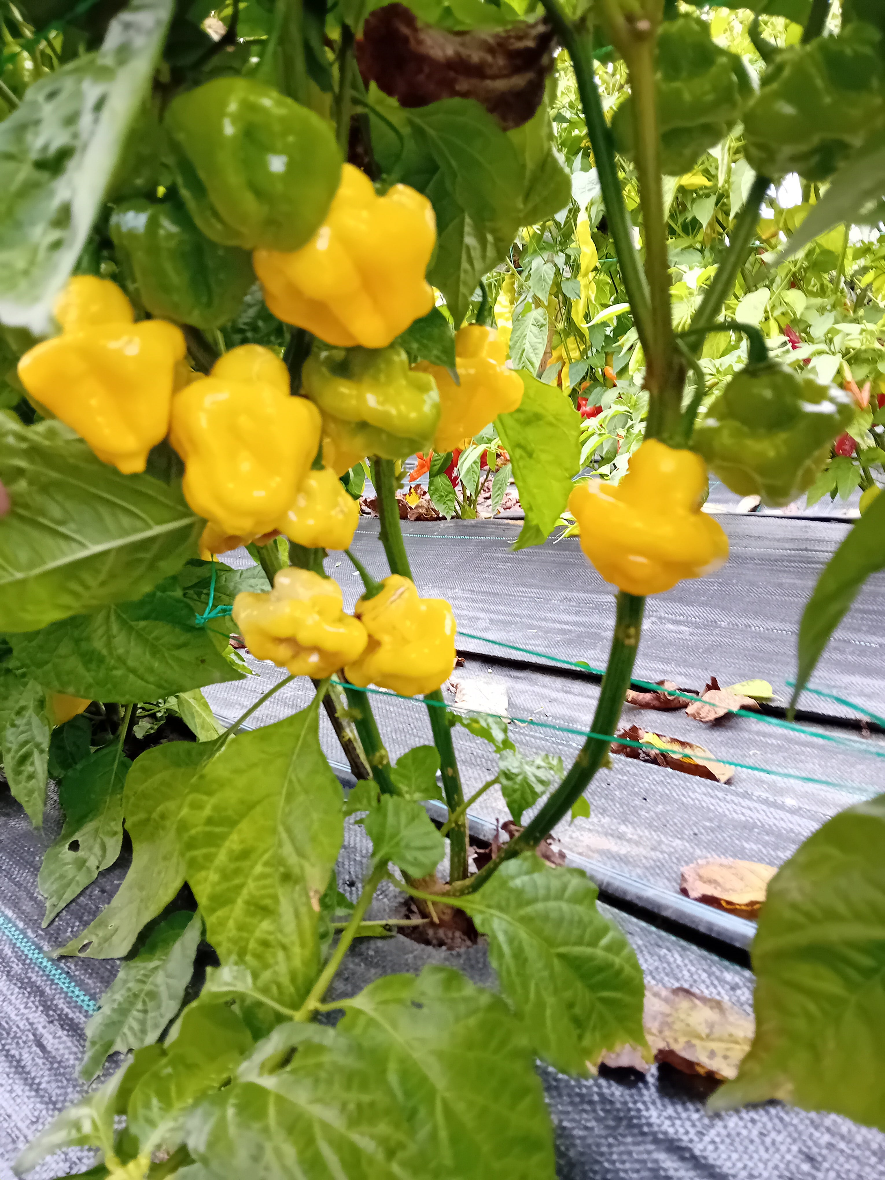 Seminţe Ardei - Jamaican Scotch Bonnet Yellow
