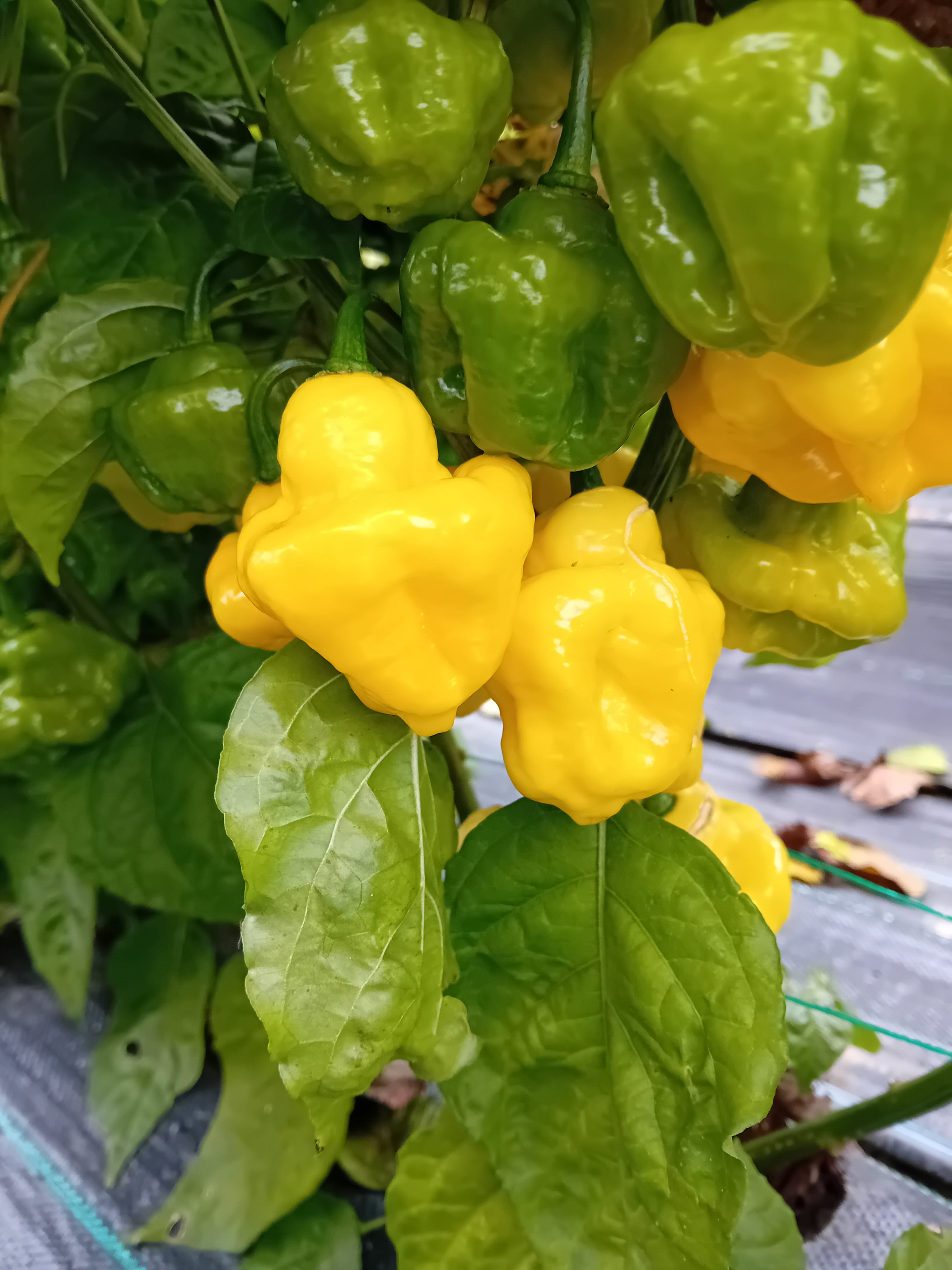 Seminţe Ardei - Jamaican Scotch Bonnet Yellow