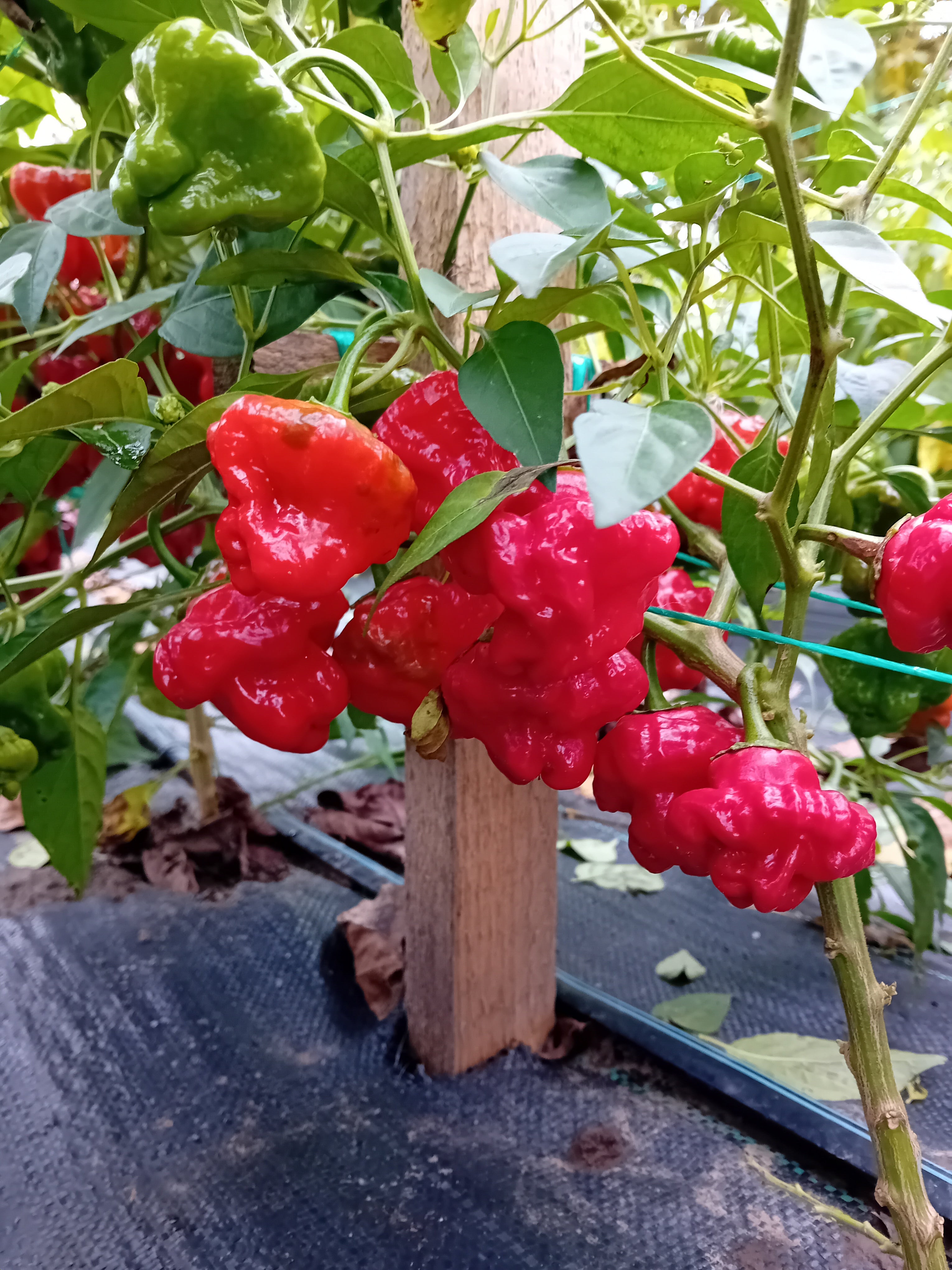 Seminţe Ardei - Jamaican Scotch Bonnet Red