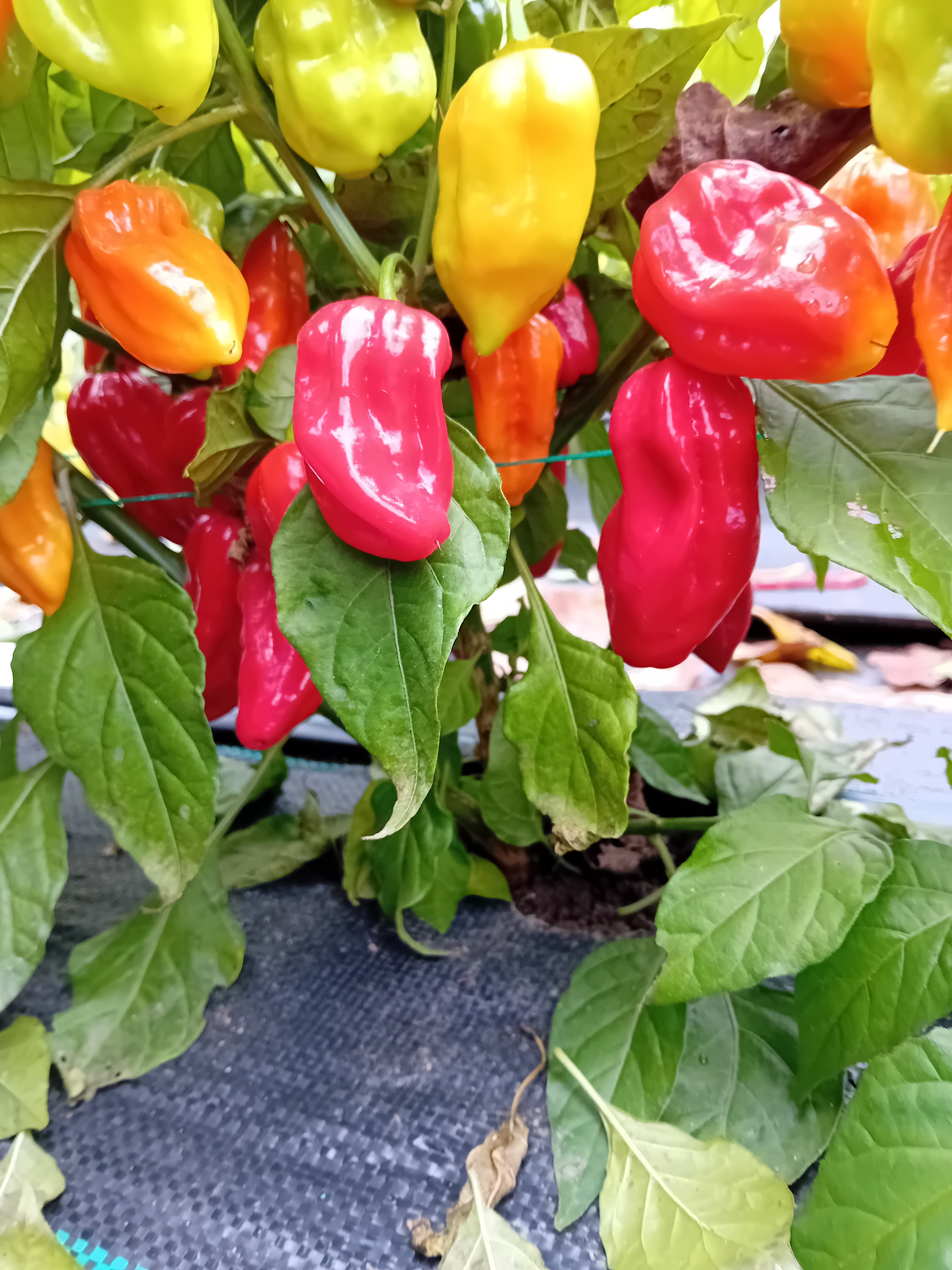 Seminţe Ardei - Scotch Bonnet Trinidad Red
