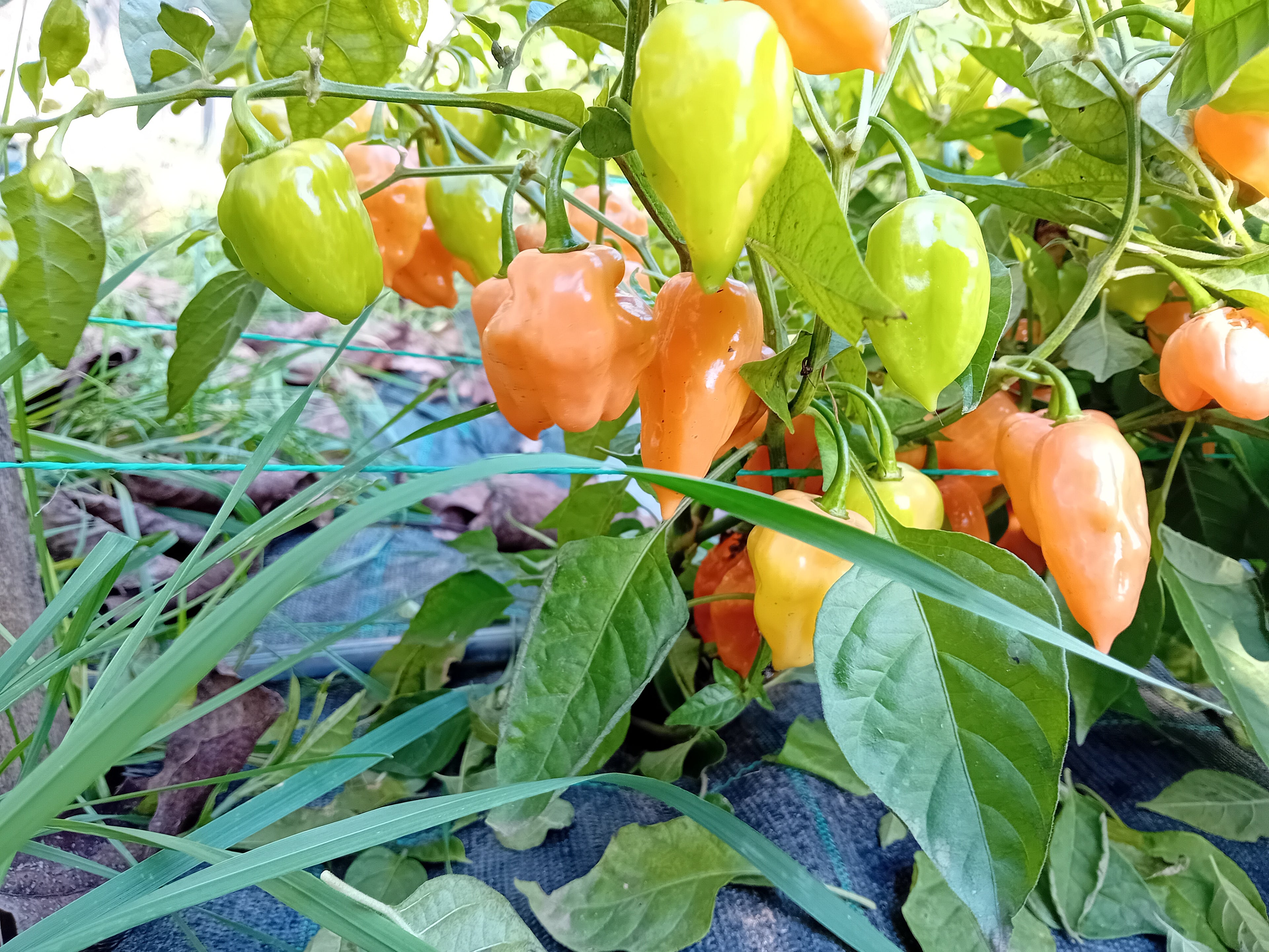 Seminţe Ardei - Habanero Peach