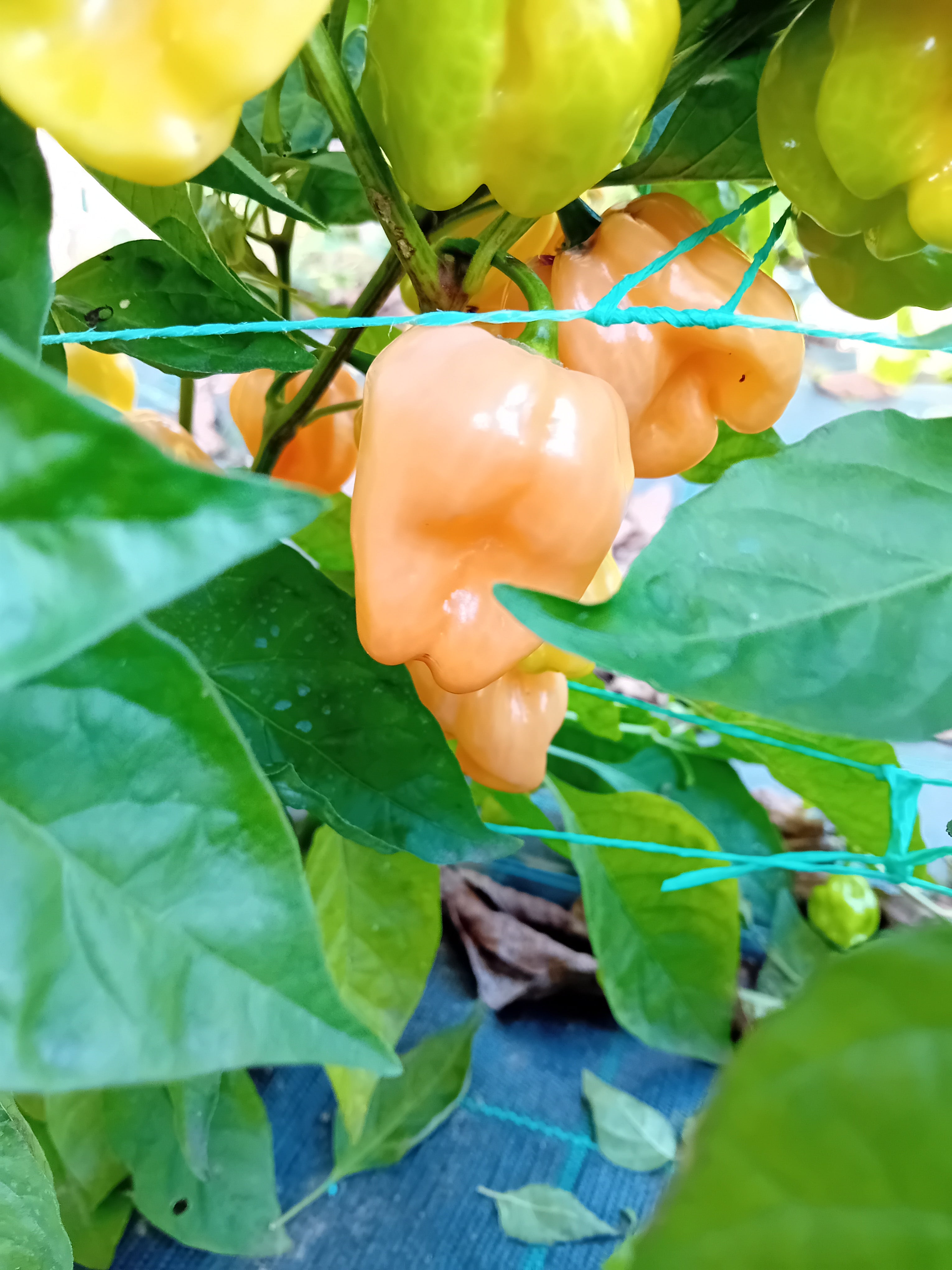 Seminţe Ardei - Habanero Peach