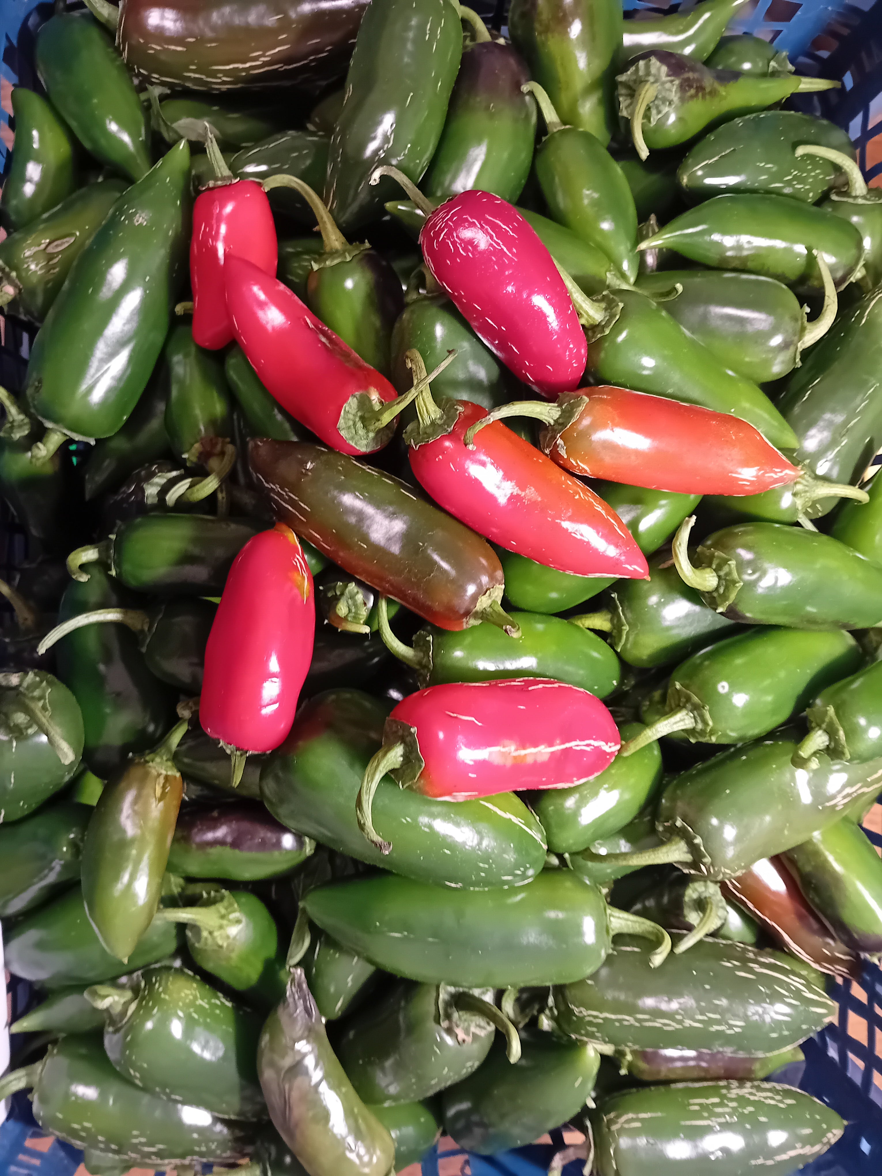 Seminţe Ardei - Jalapeno Biker Billy