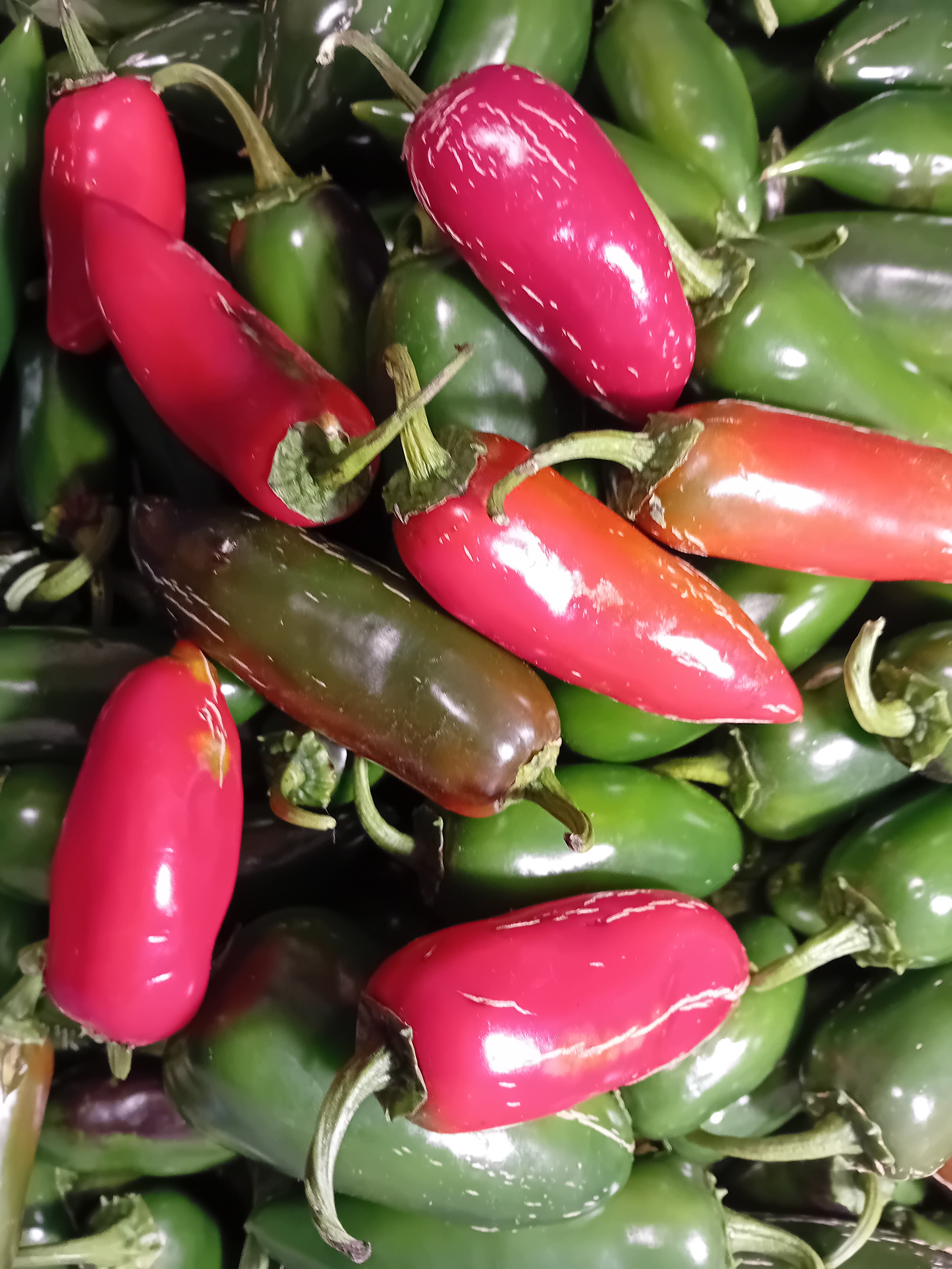 Seminţe Ardei - Jalapeno Biker Billy