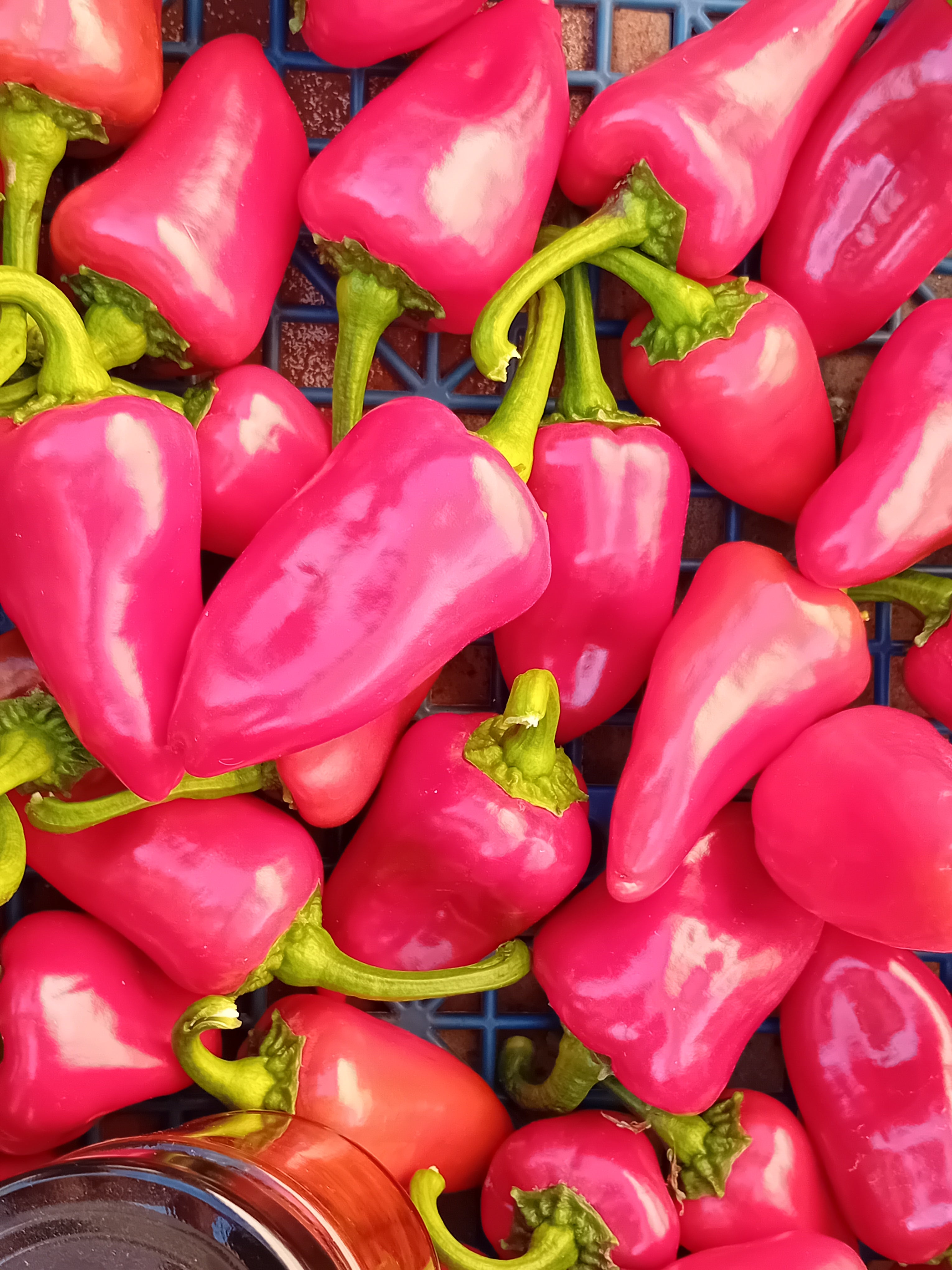 Seminţe Ardei - Kardoula