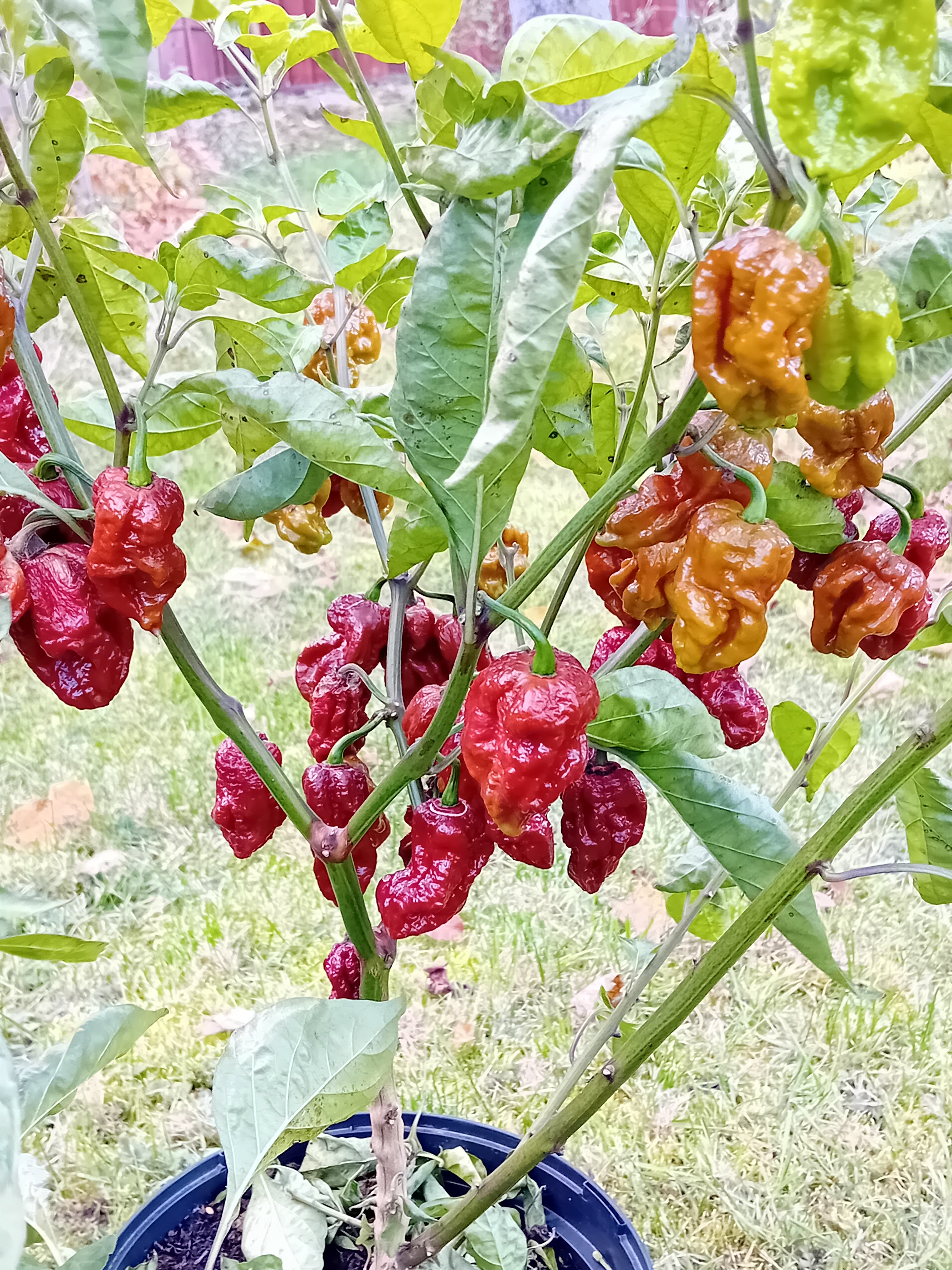 Seminţe Ardei - Raptor