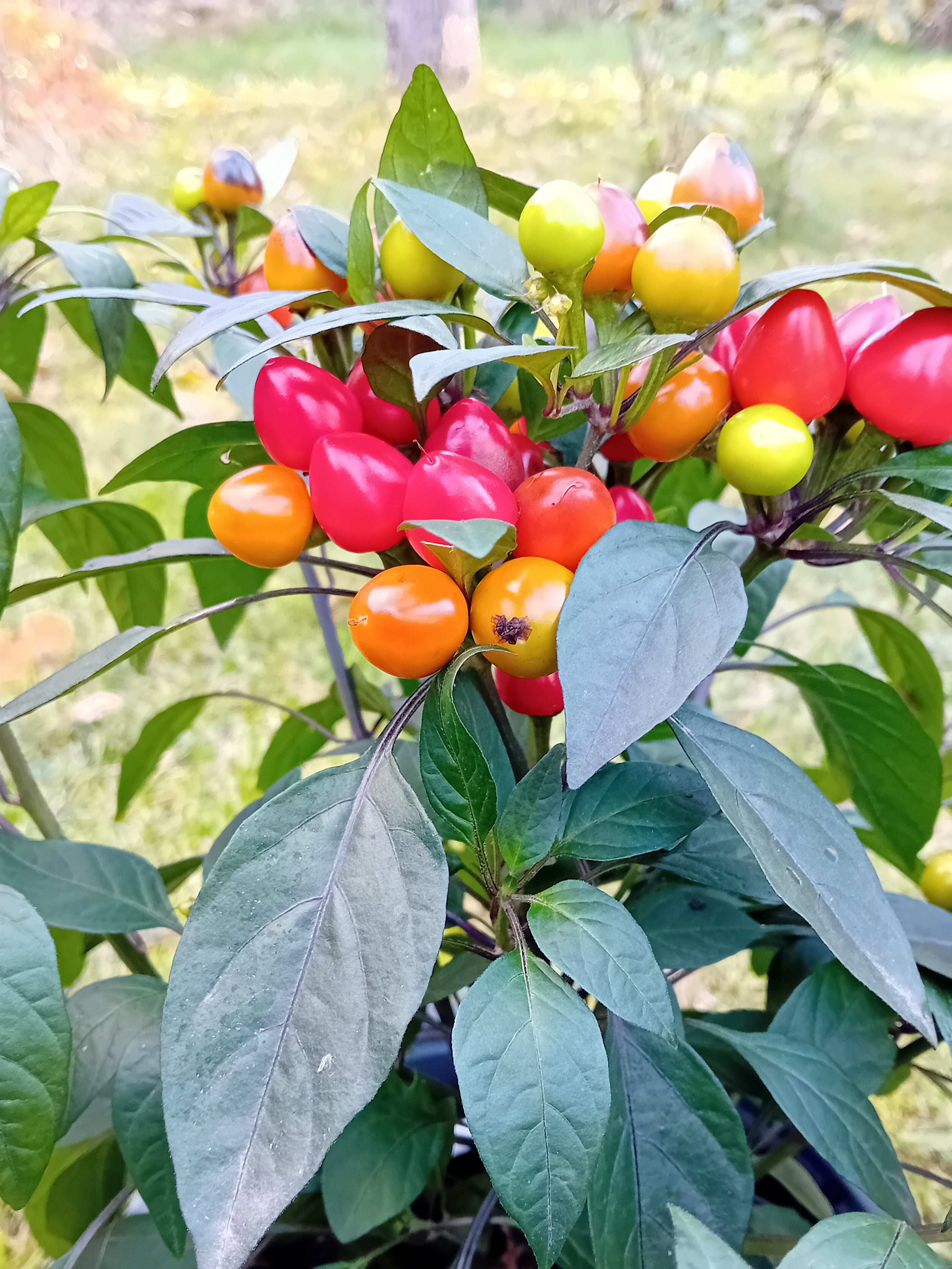 Răsad Ardei - Black Pearl