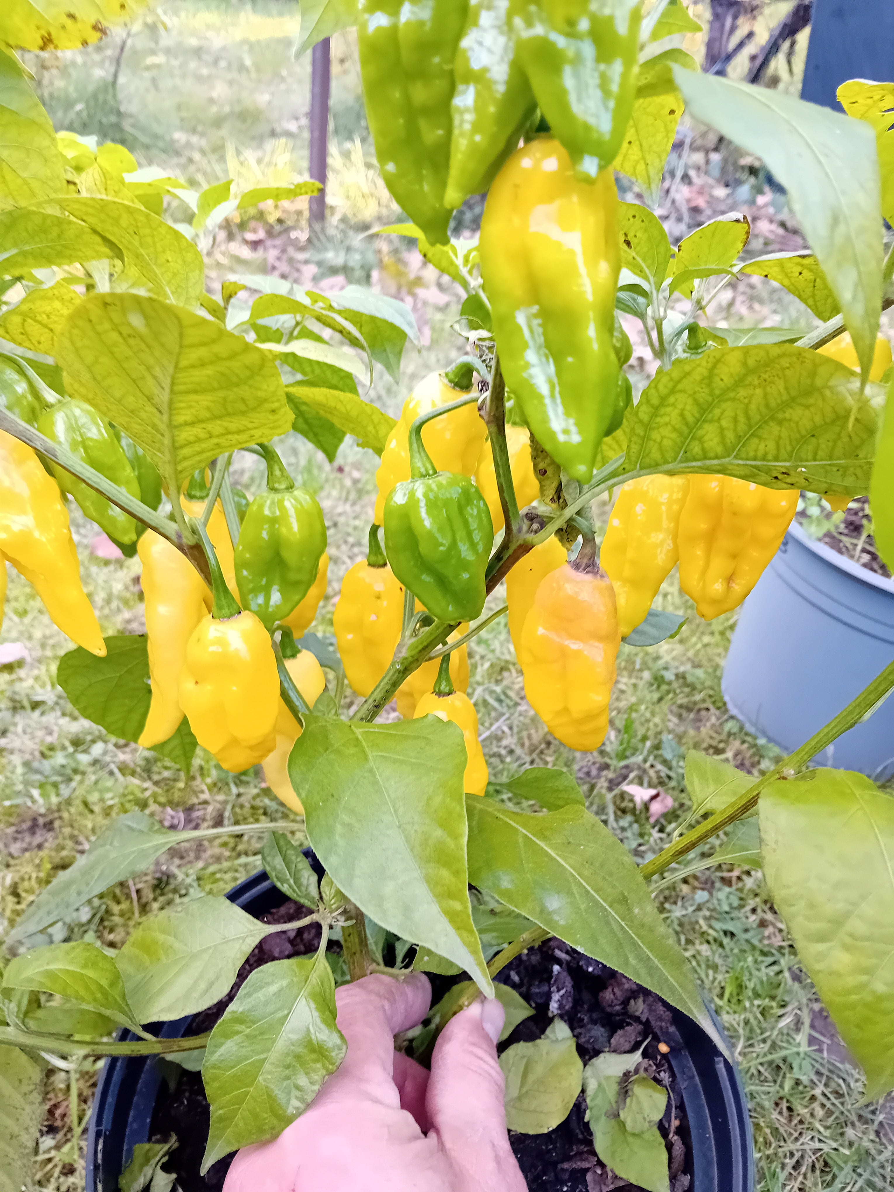 Seminţe Ardei - Naga Yellow