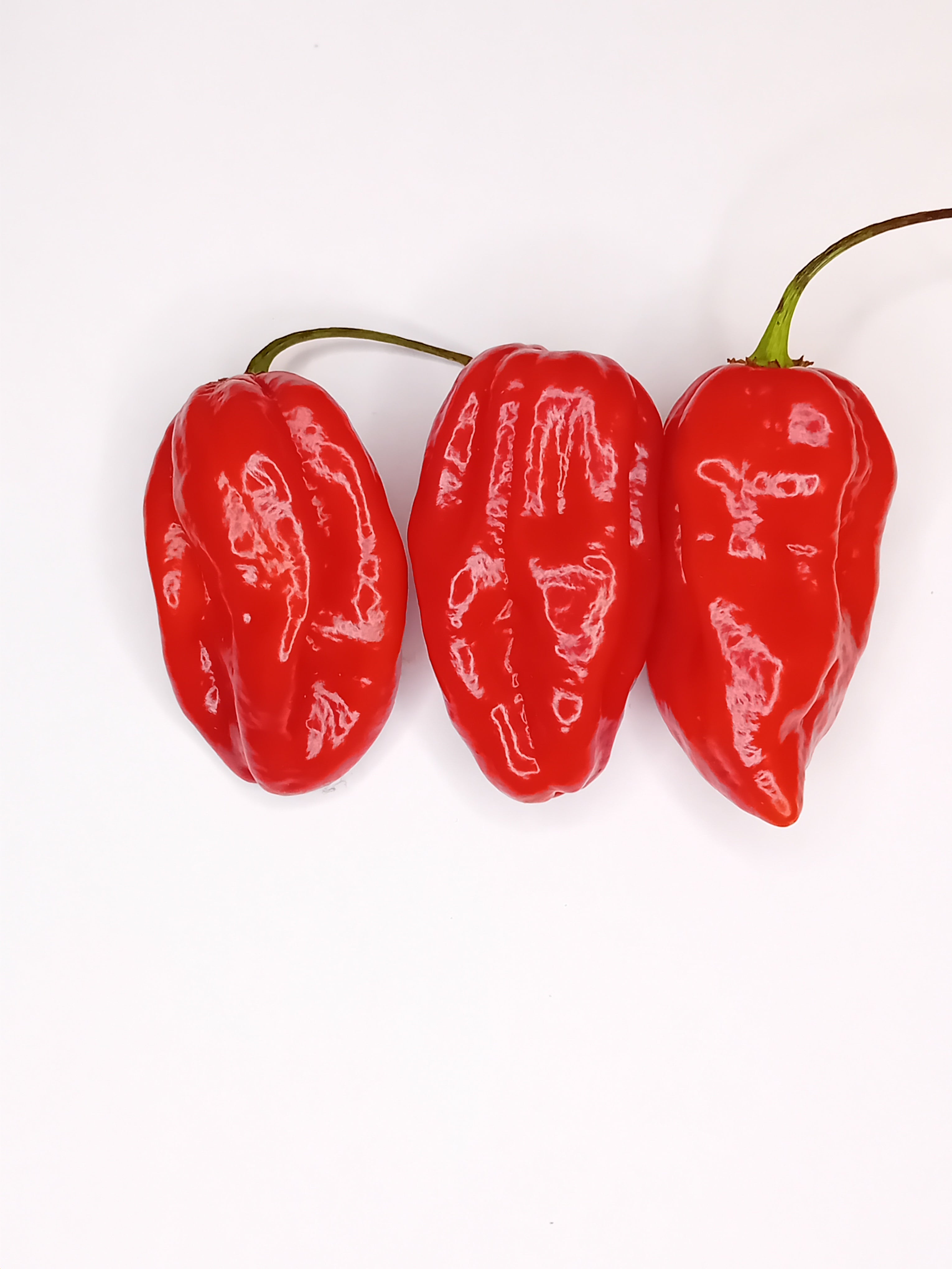 Seminţe Ardei - Scotch Bonnet Trinidad Red