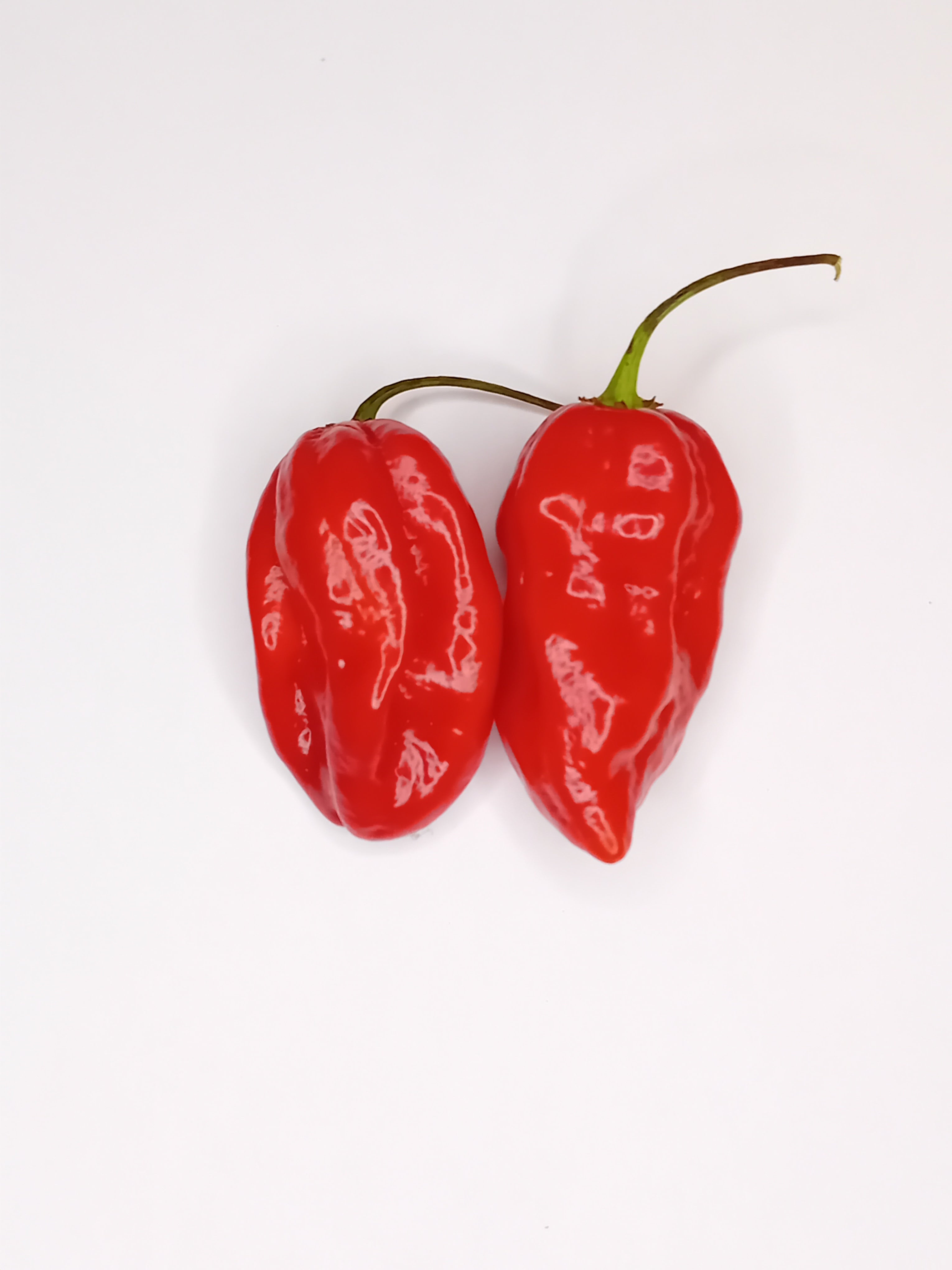 Seminţe Ardei - Scotch Bonnet Trinidad Red