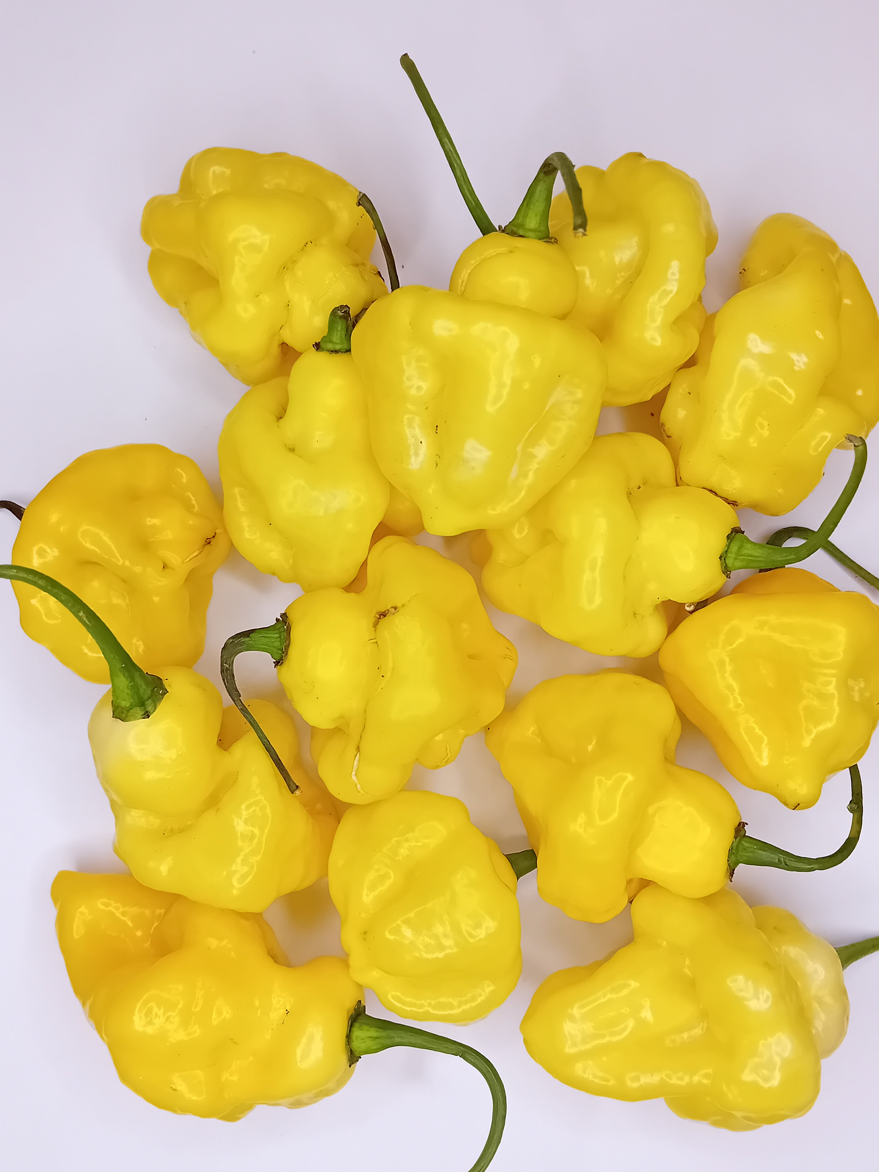 Seminţe Ardei - Jamaican Scotch Bonnet Yellow