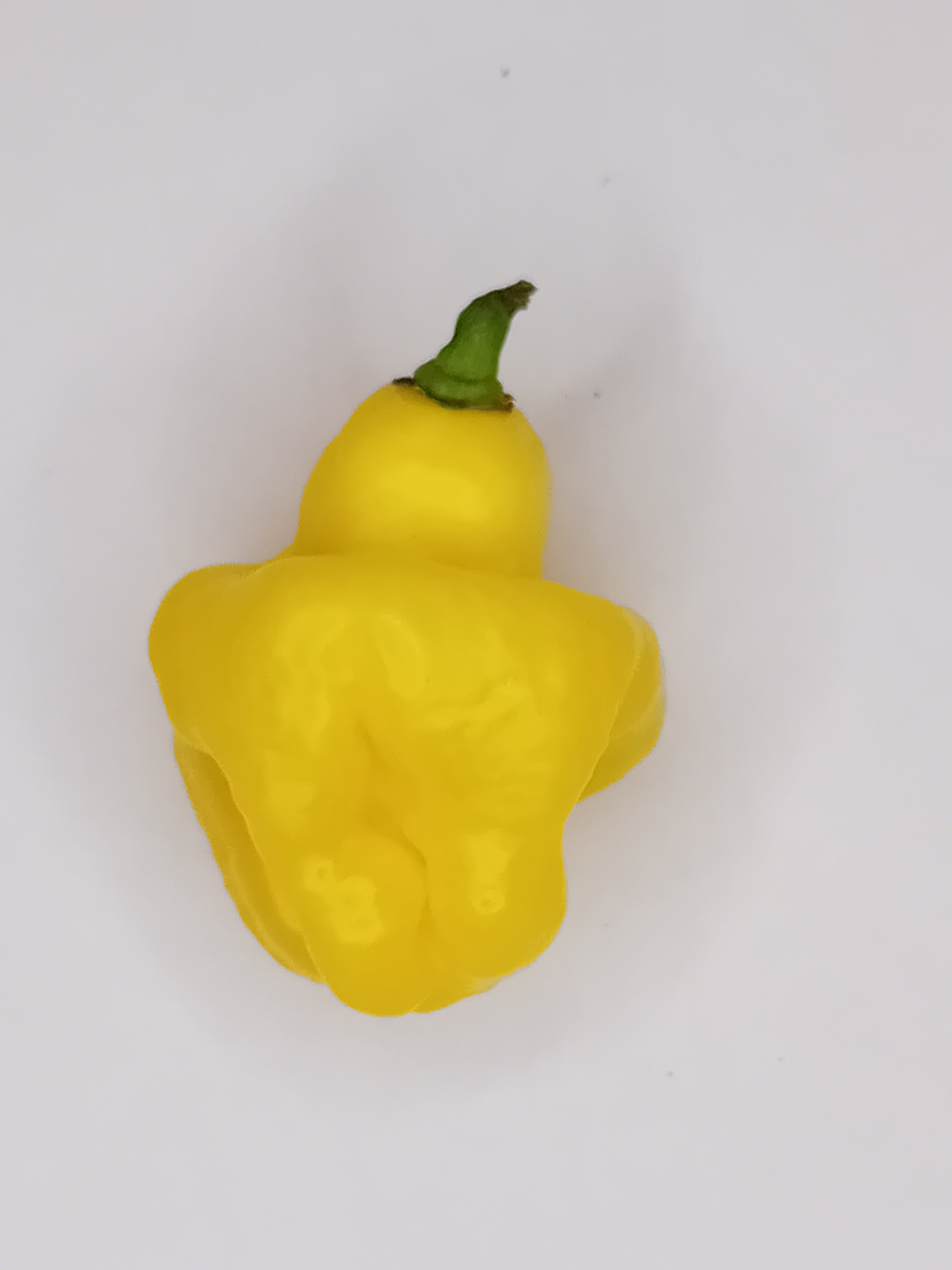 Seminţe Ardei - Jamaican Scotch Bonnet Yellow