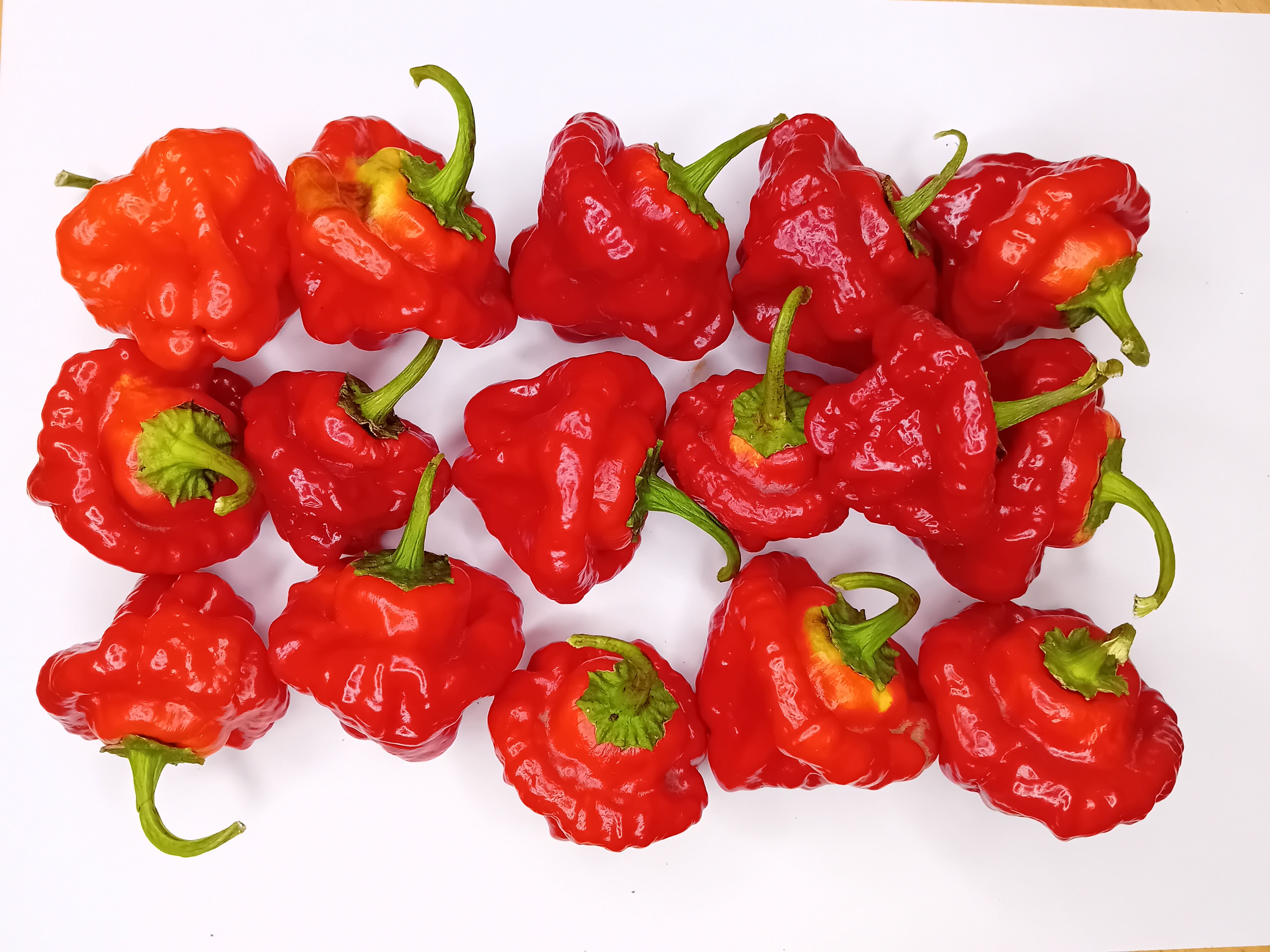 Seminţe Ardei - Jamaican Scotch Bonnet Red