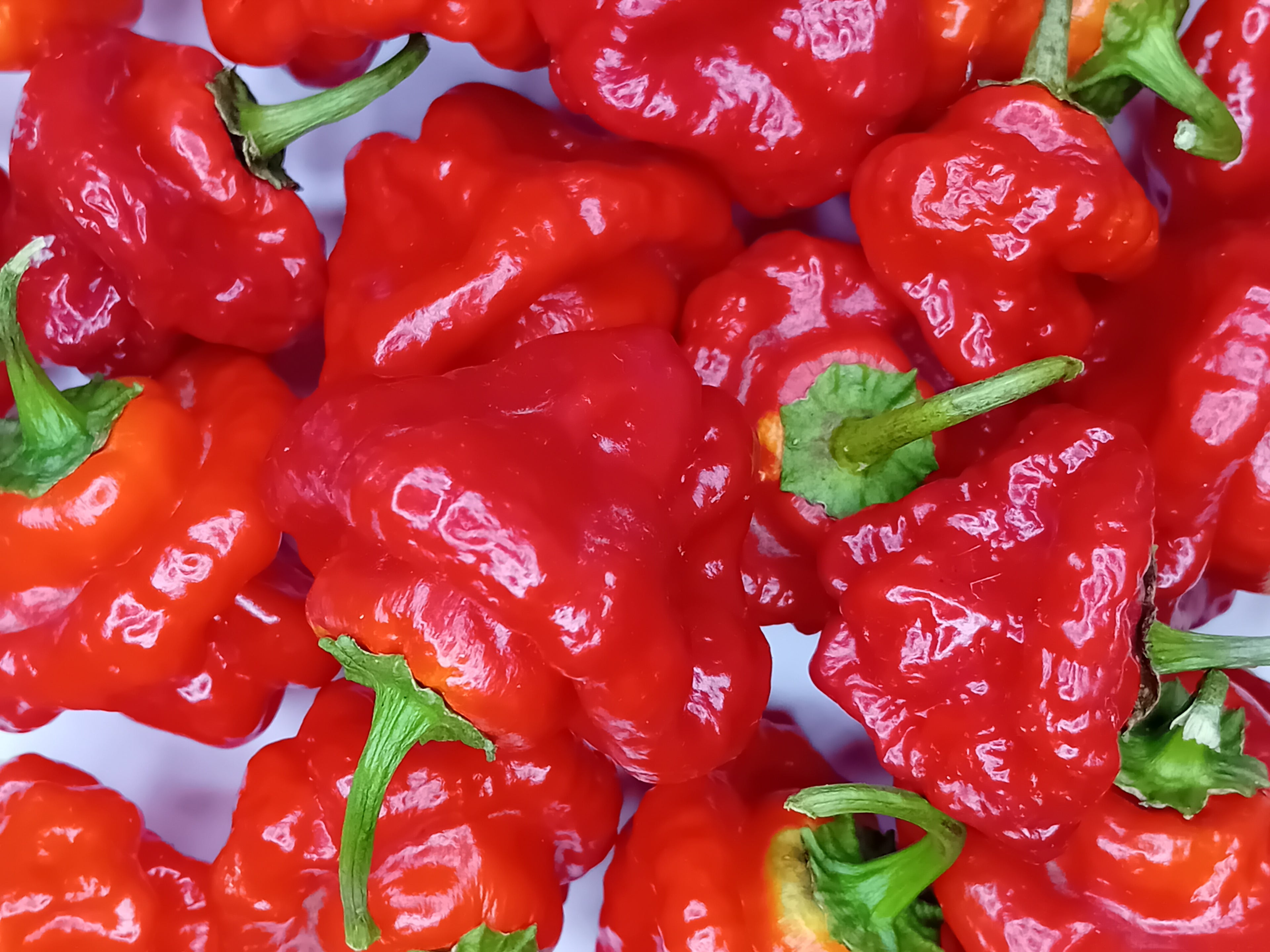 Seminţe Ardei - Jamaican Scotch Bonnet Red