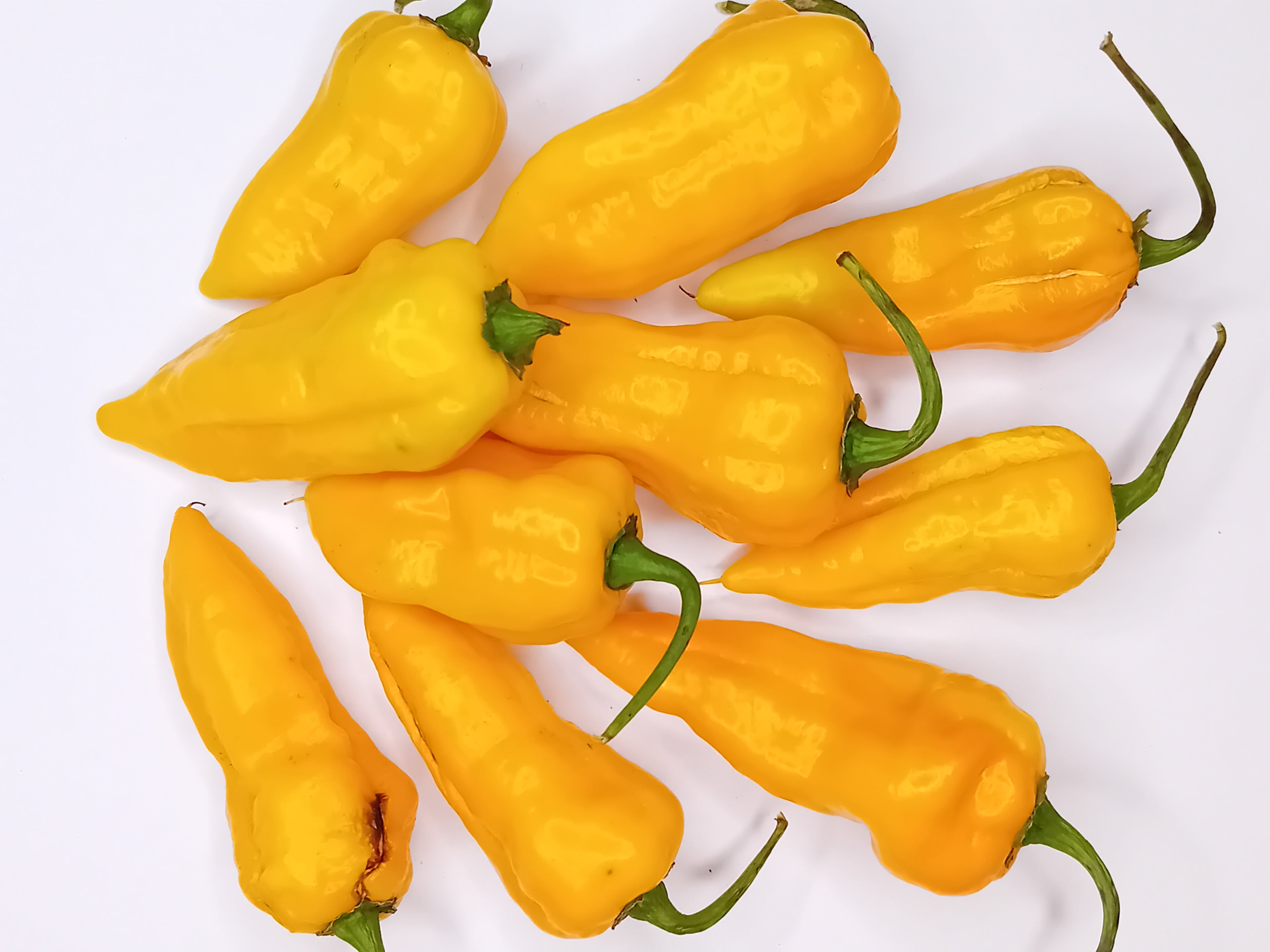 Pepper Seedling - Habanero Yucatan